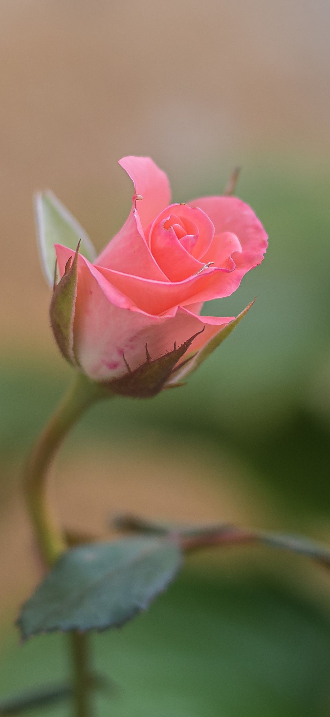 Handy-Wallpaper Blumen, Rose, Erde/natur kostenlos herunterladen.