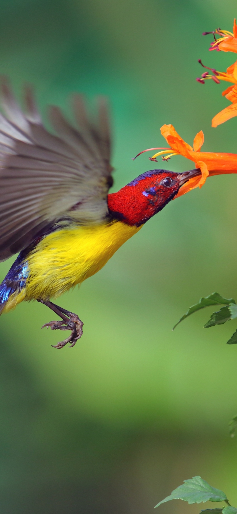 Handy-Wallpaper Tiere, Vögel, Vogel, Kolibri kostenlos herunterladen.