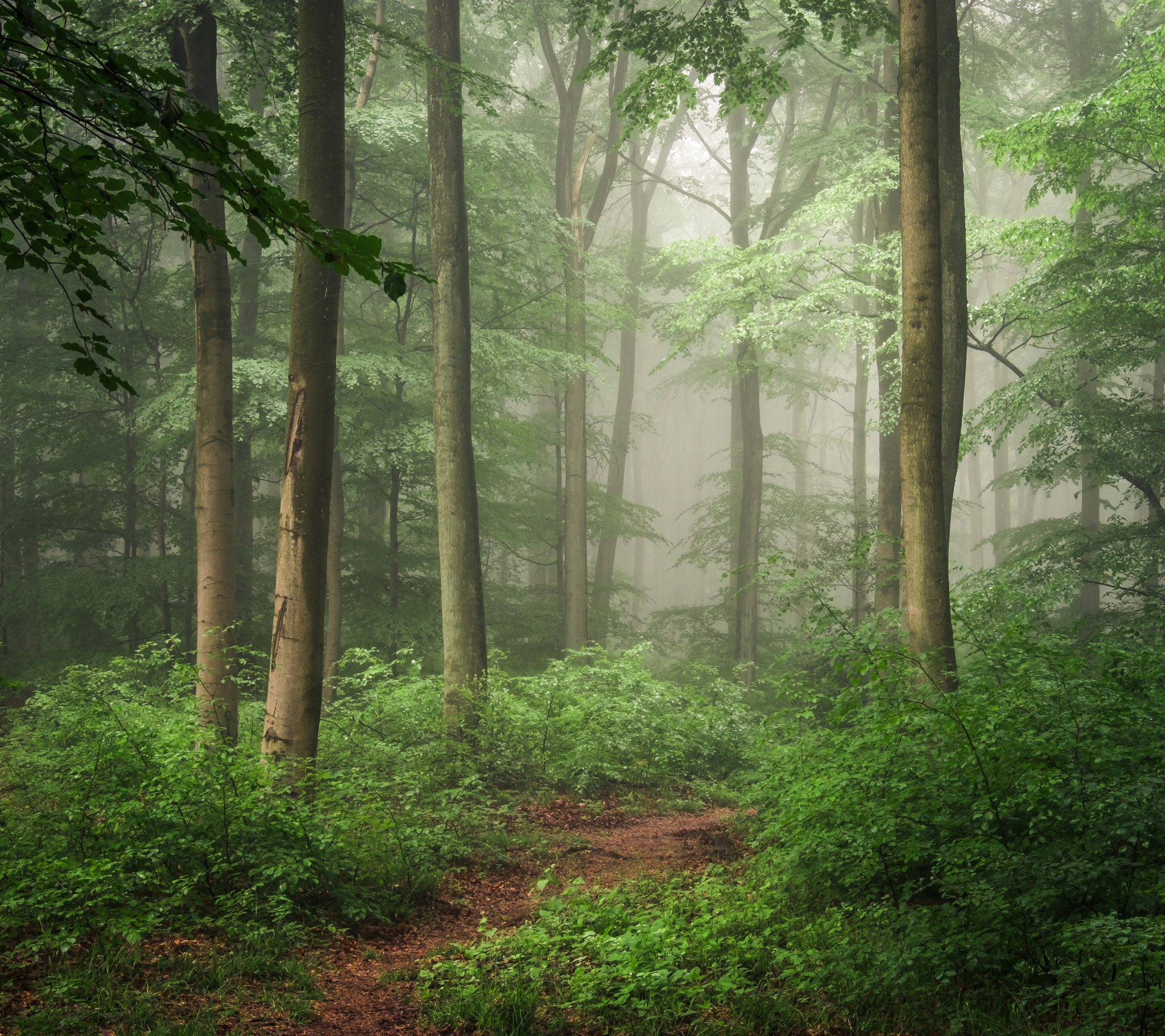 無料モバイル壁紙自然, 道, 森, 霧, 地球をダウンロードします。