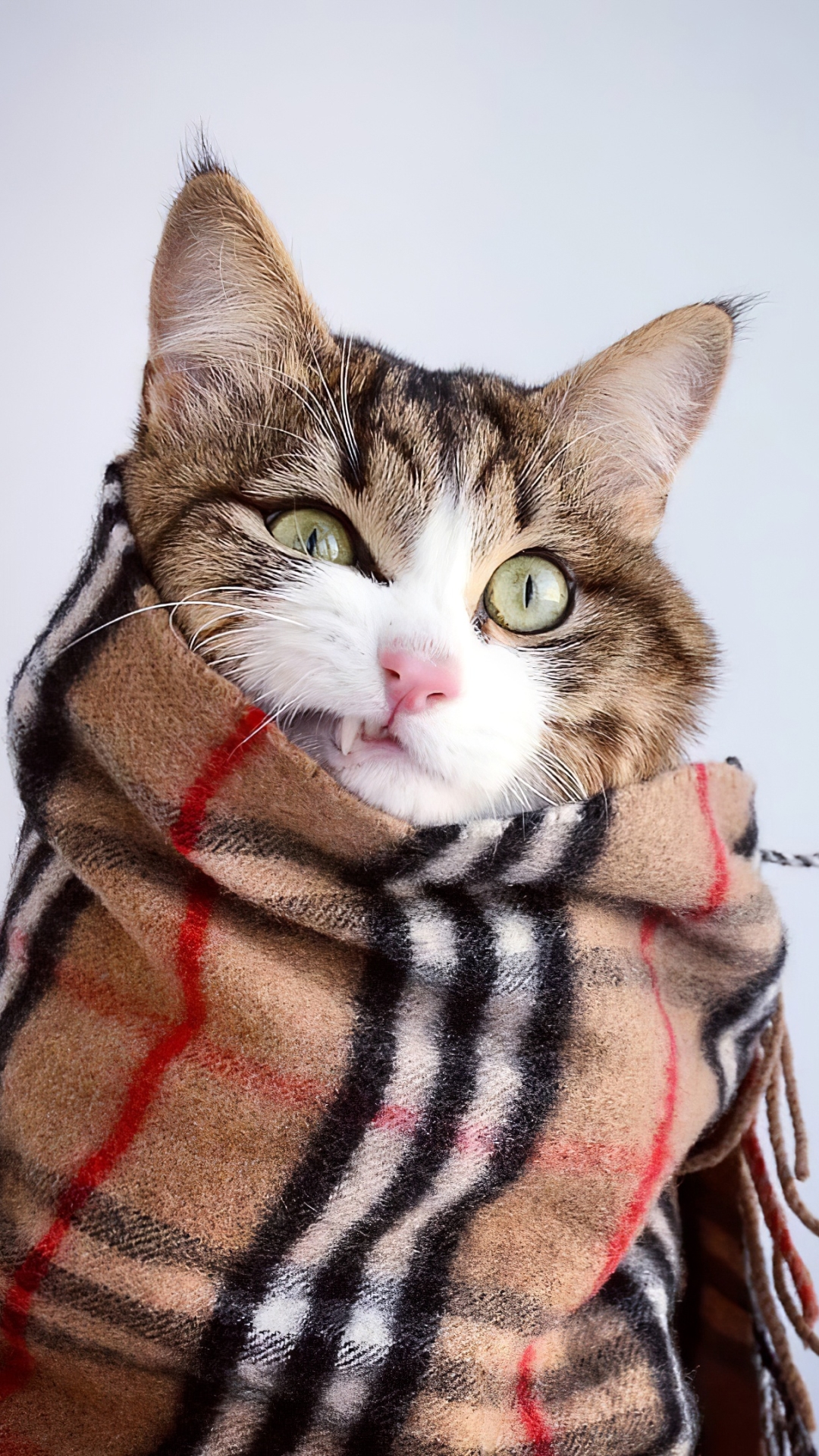 無料モバイル壁紙動物, ネコ, 猫, スカーフをダウンロードします。