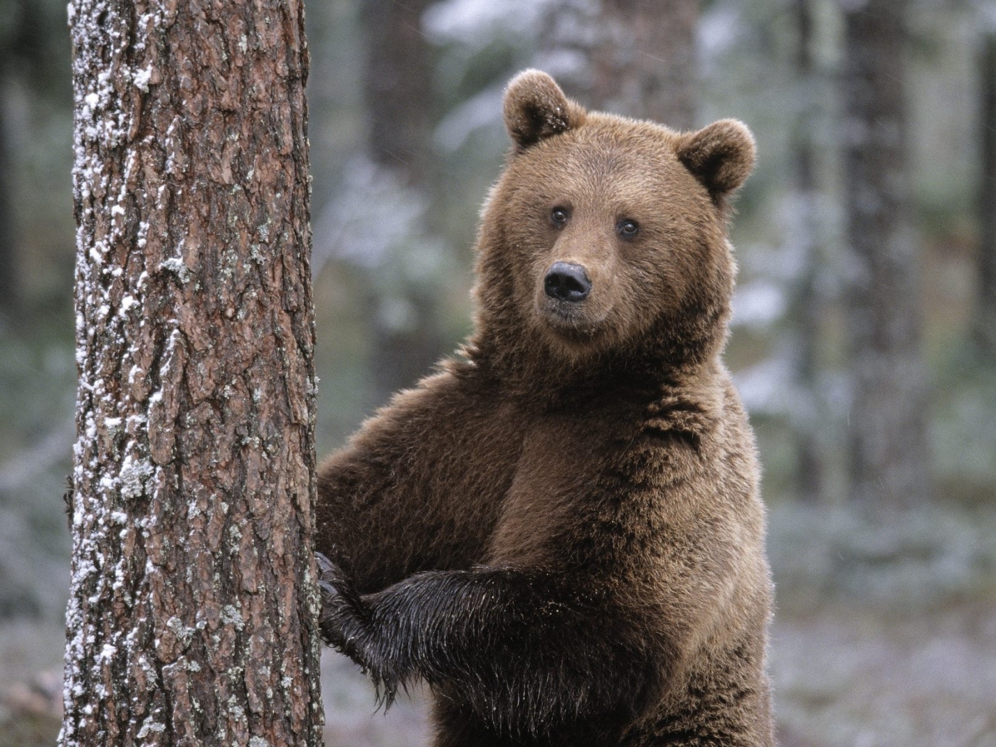 Скачать картинку Медведи, Животные в телефон бесплатно.
