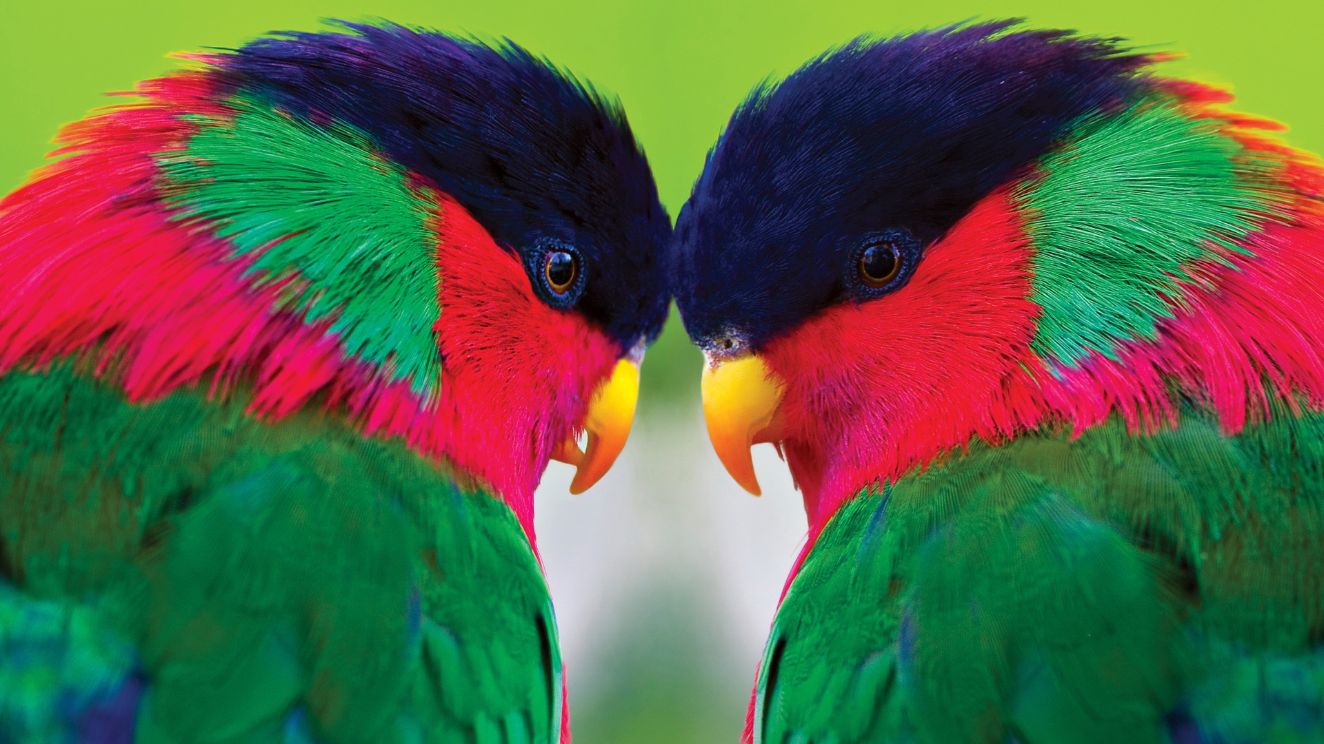 Download mobile wallpaper Animal, Parrot, Collared Lory for free.