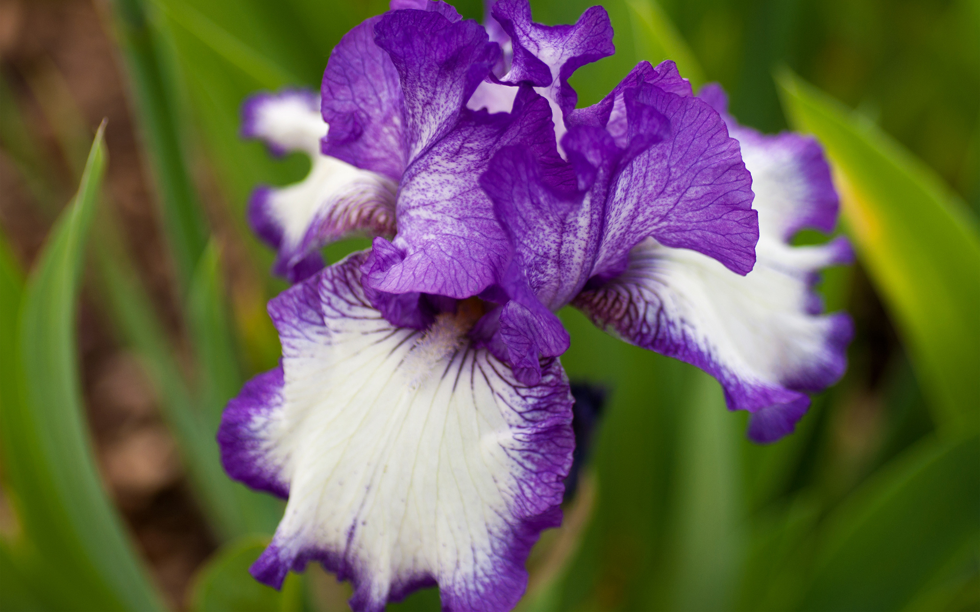 Download mobile wallpaper Purple Flower, Iris, Flowers, Flower, Earth for free.