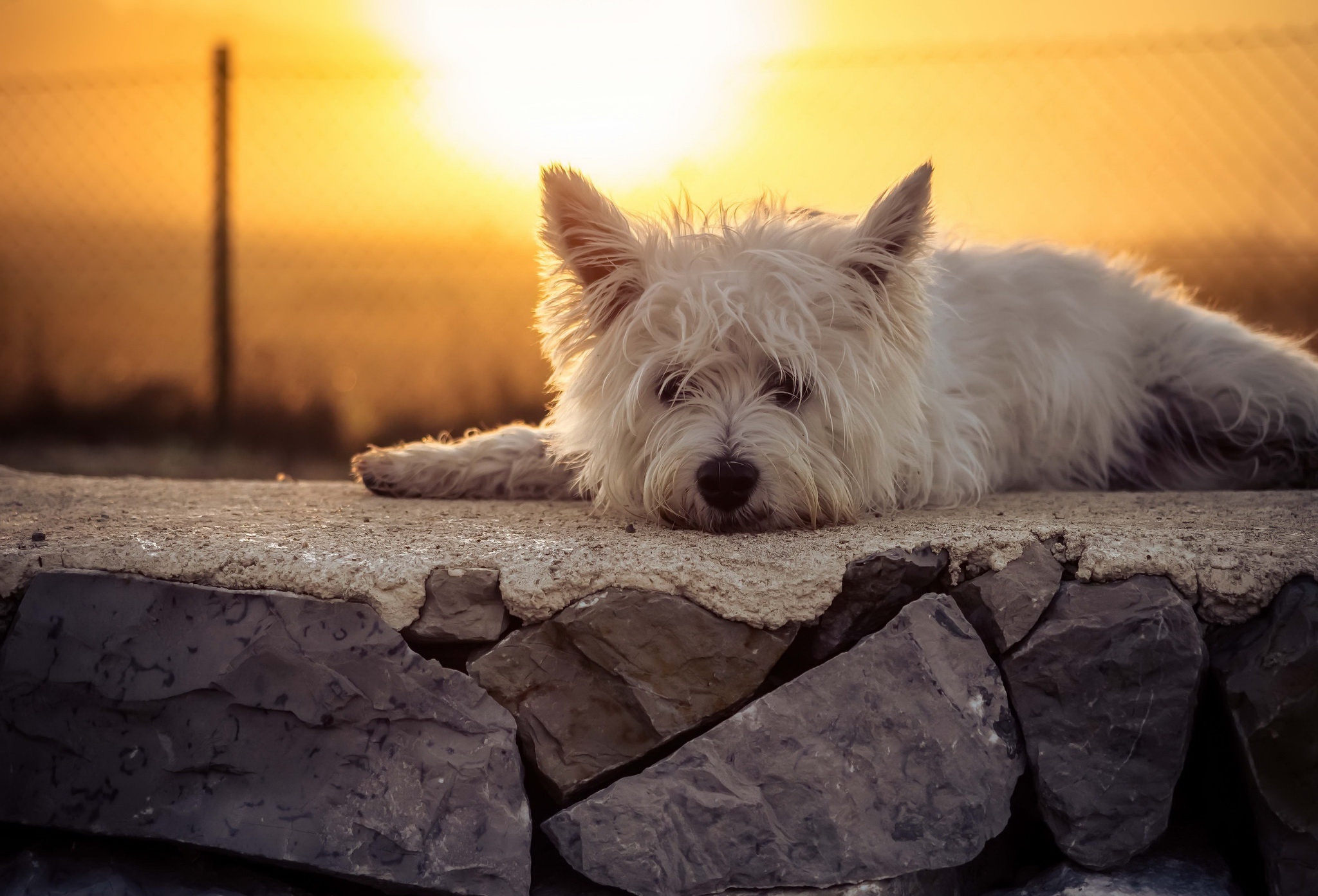 animal, west highland white terrier, dog, lying down, sunset, terrier, dogs