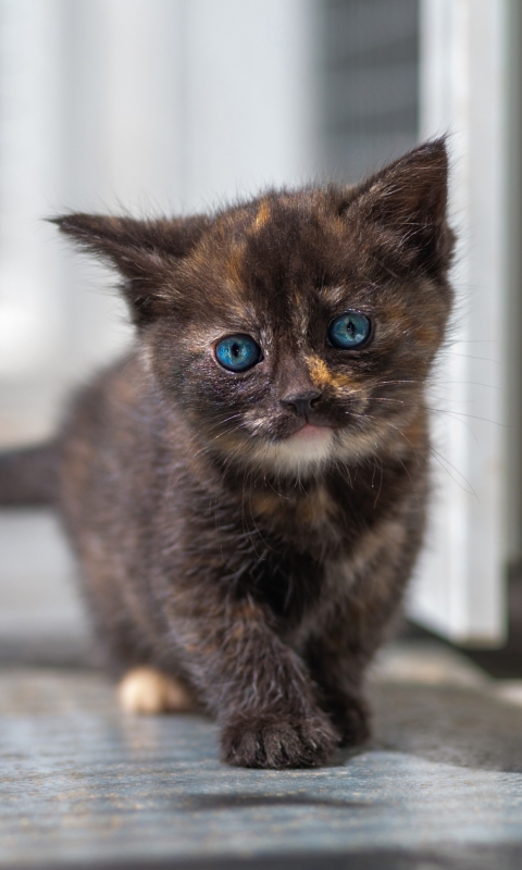 Descarga gratuita de fondo de pantalla para móvil de Animales, Gatos, Gato, Gatito, Bebe Animal.