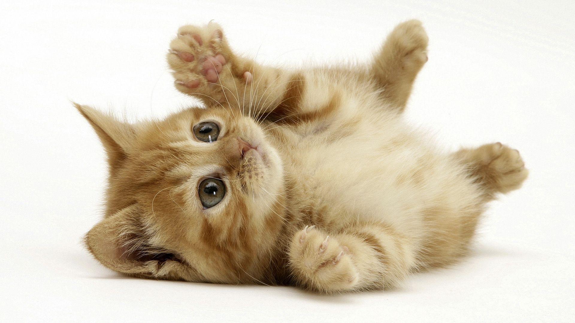lie, animals, kitty, kitten, to lie down, playful, paw HD wallpaper