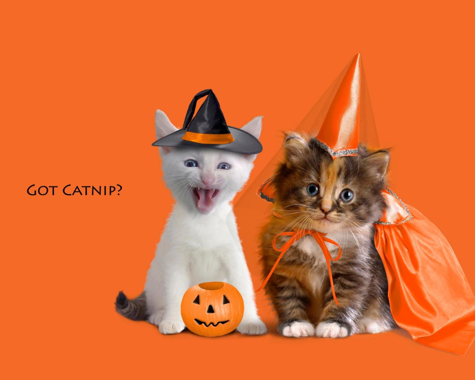 PCデスクトップに子猫, かぼちゃ, ホリデー, ジャック・オー・ランタン, ハロウィン画像を無料でダウンロード