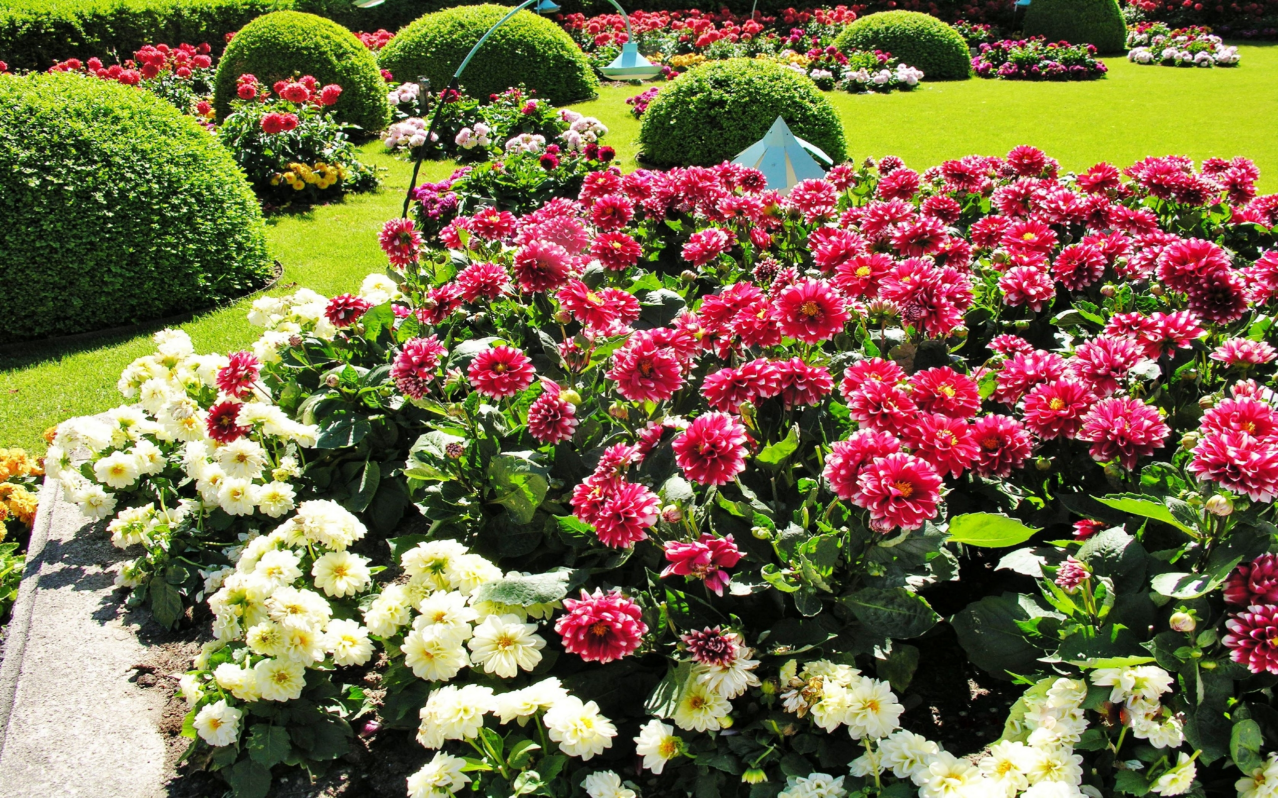 Handy-Wallpaper Garten, Menschengemacht, Blume kostenlos herunterladen.