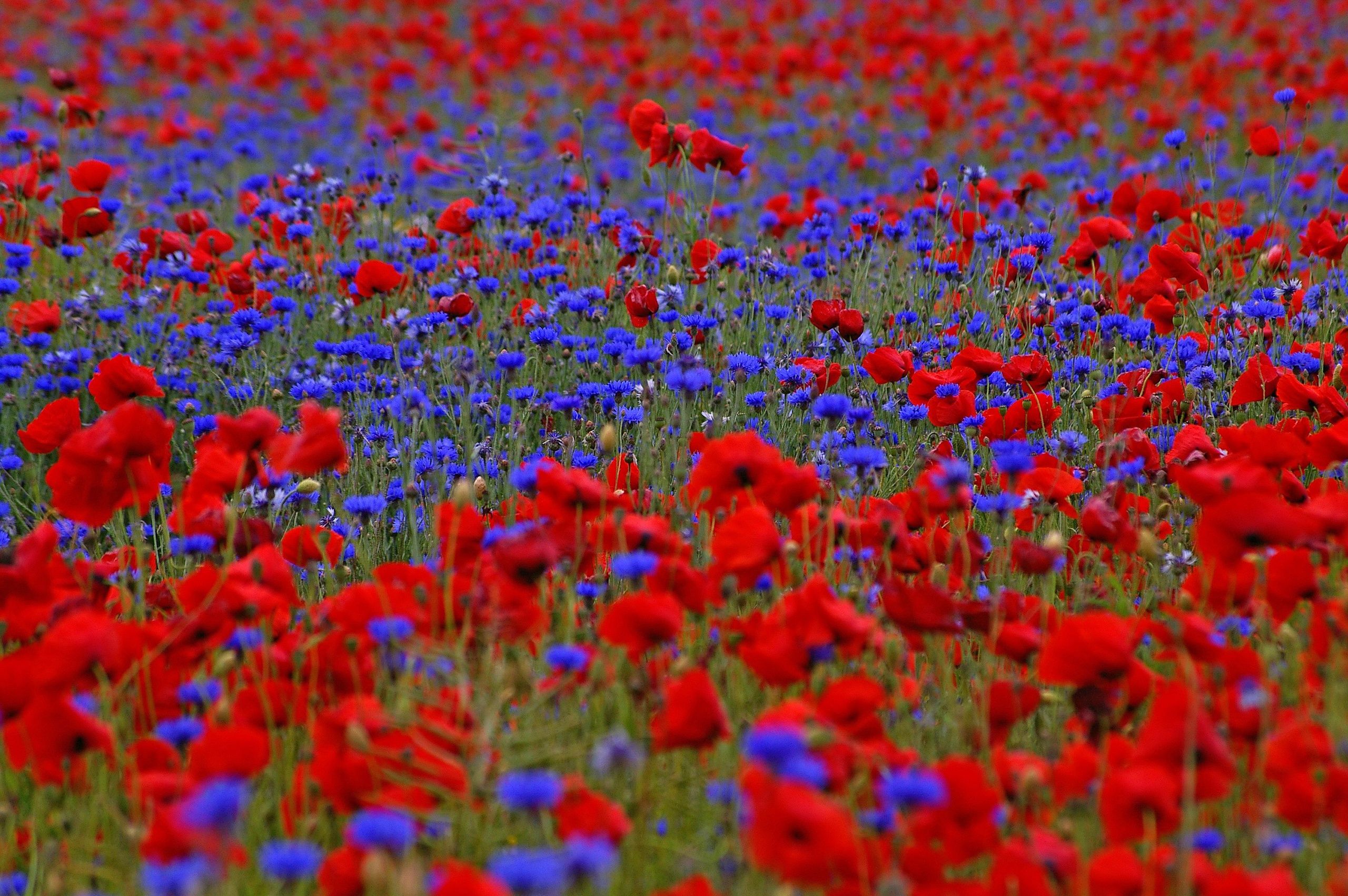 Laden Sie das Blumen, Mohn, Sommer, Feld, Kornblume, Rote Blume, Erde/natur-Bild kostenlos auf Ihren PC-Desktop herunter