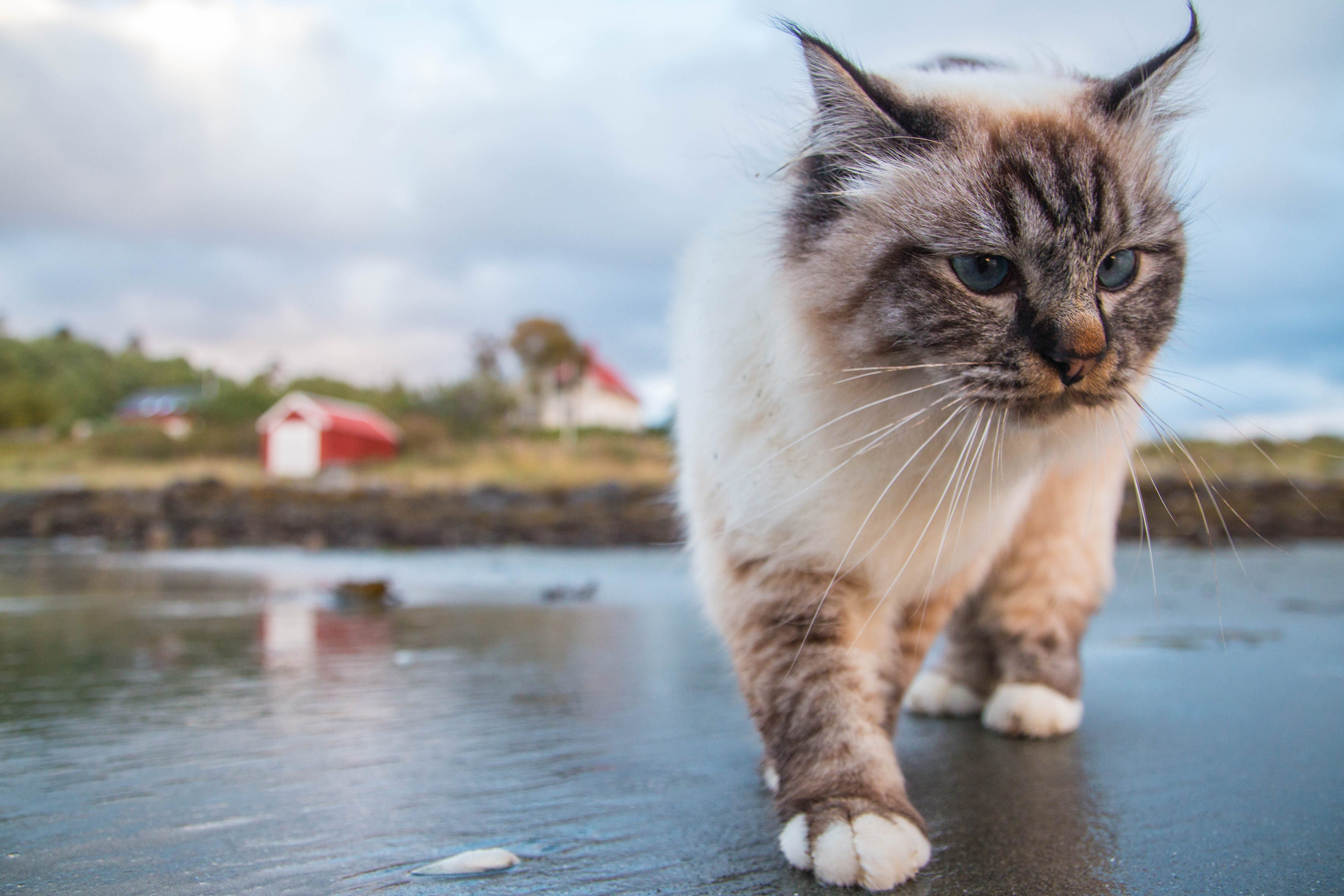 Baixar papel de parede para celular de Gato, Gatos, Animais gratuito.