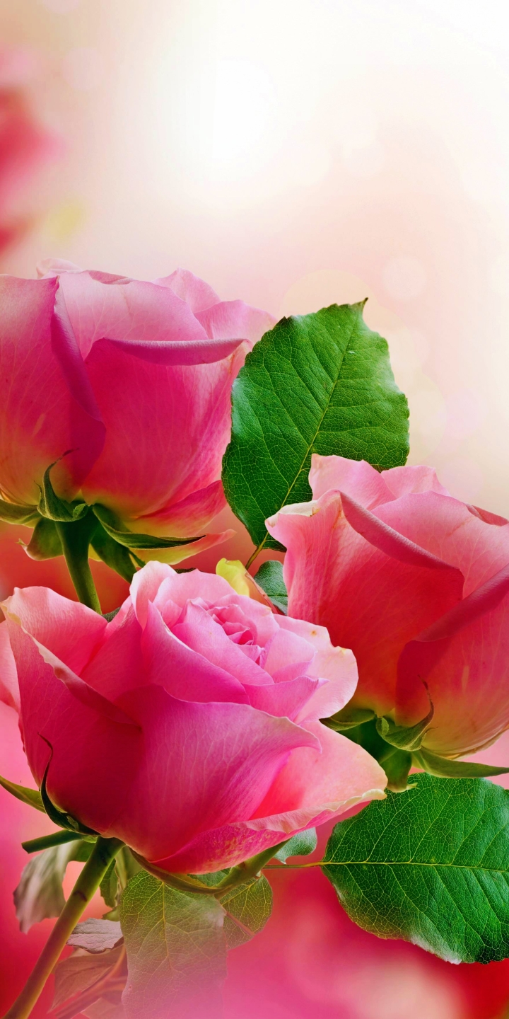Download mobile wallpaper Flowers, Flower, Rose, Earth, Pink Rose for free.