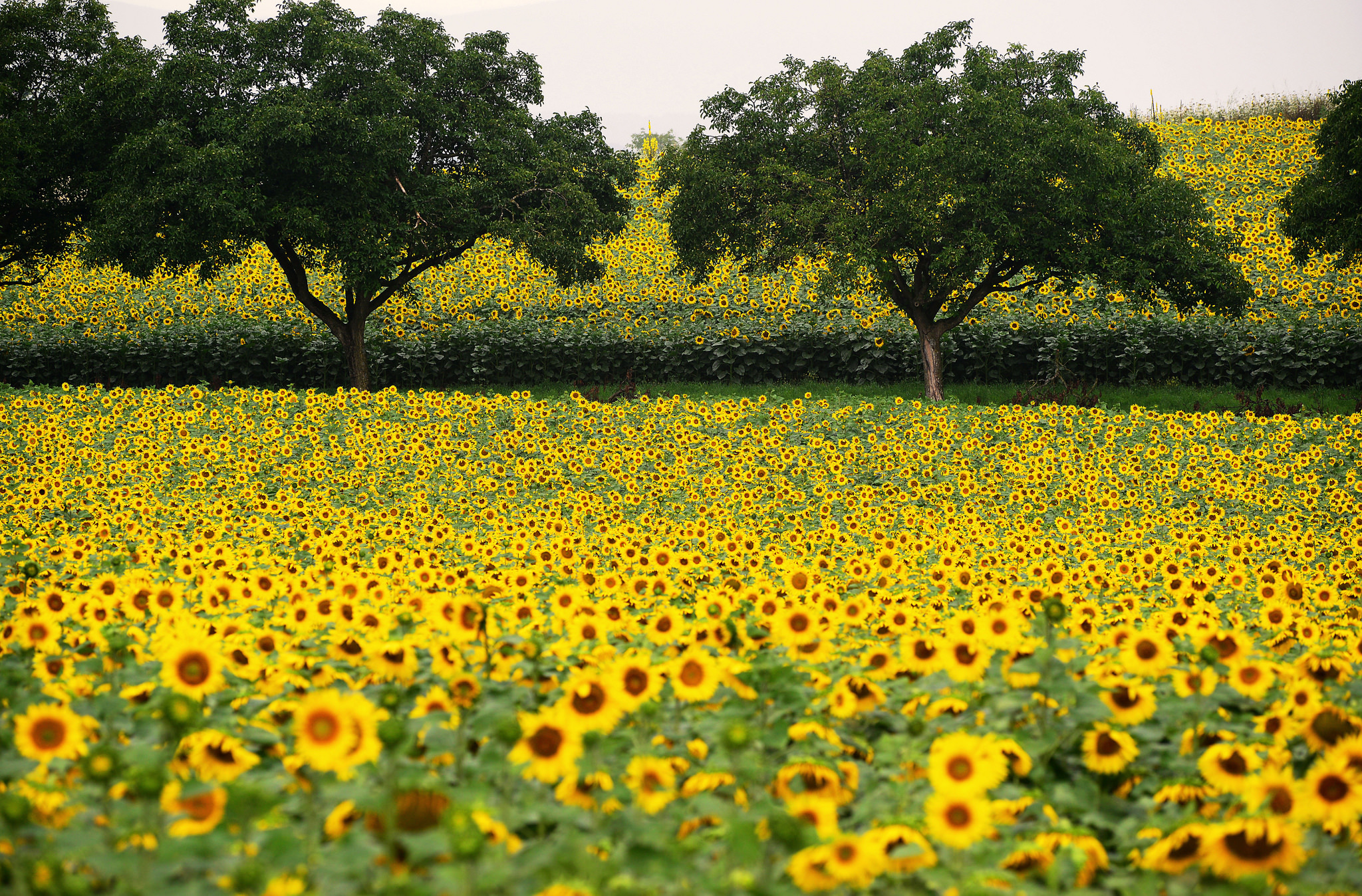 Free download wallpaper Nature, Flowers, Flower, Earth, Field, Sunflower on your PC desktop