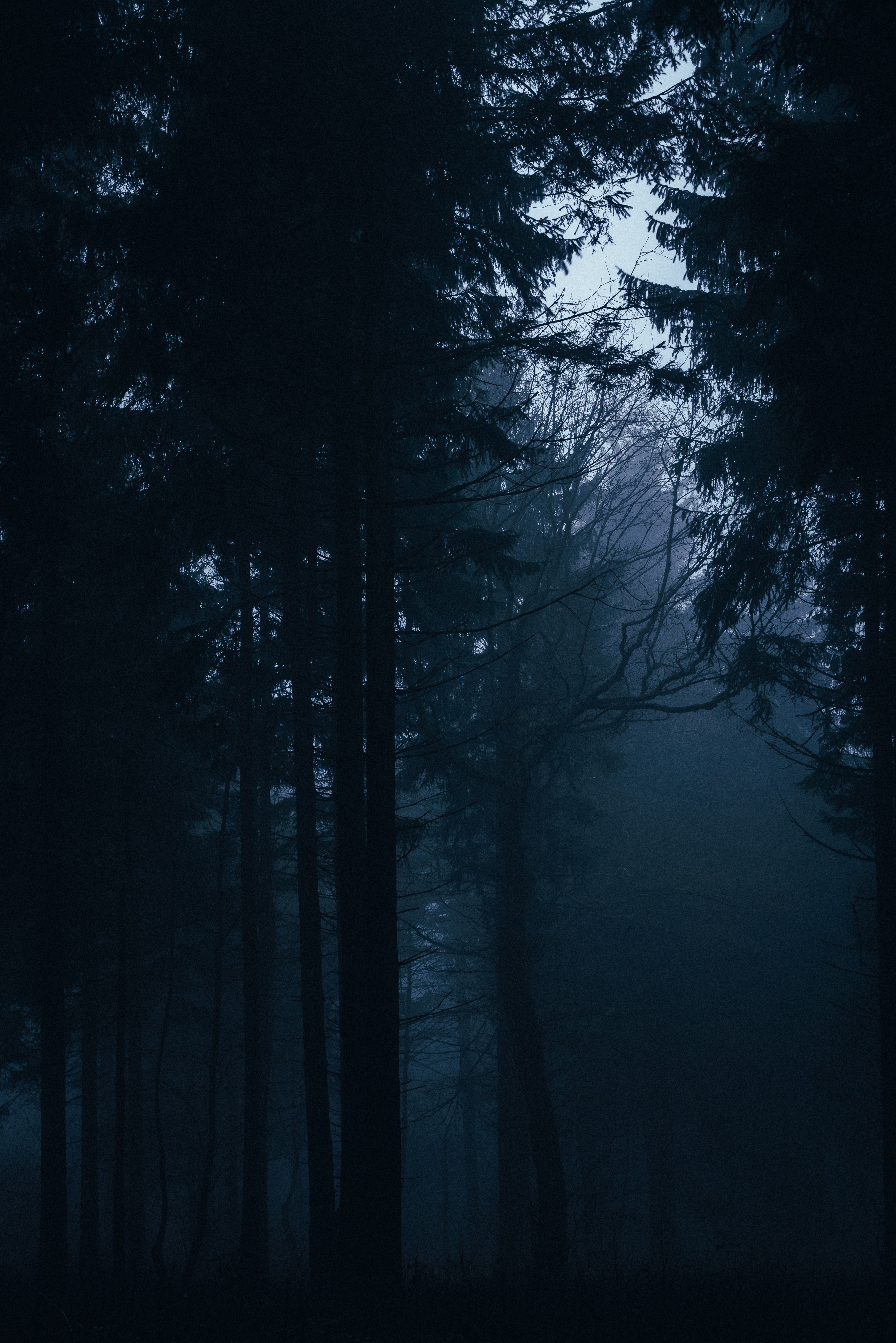 darkness, fog, trees, dark, forest