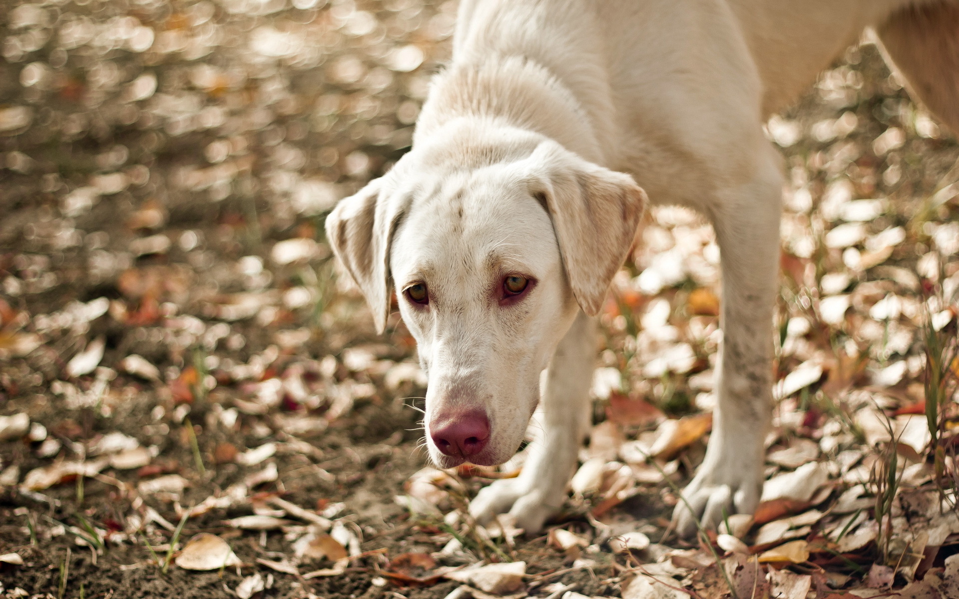 Descarga gratis la imagen Perros, Perro, Animales en el escritorio de tu PC