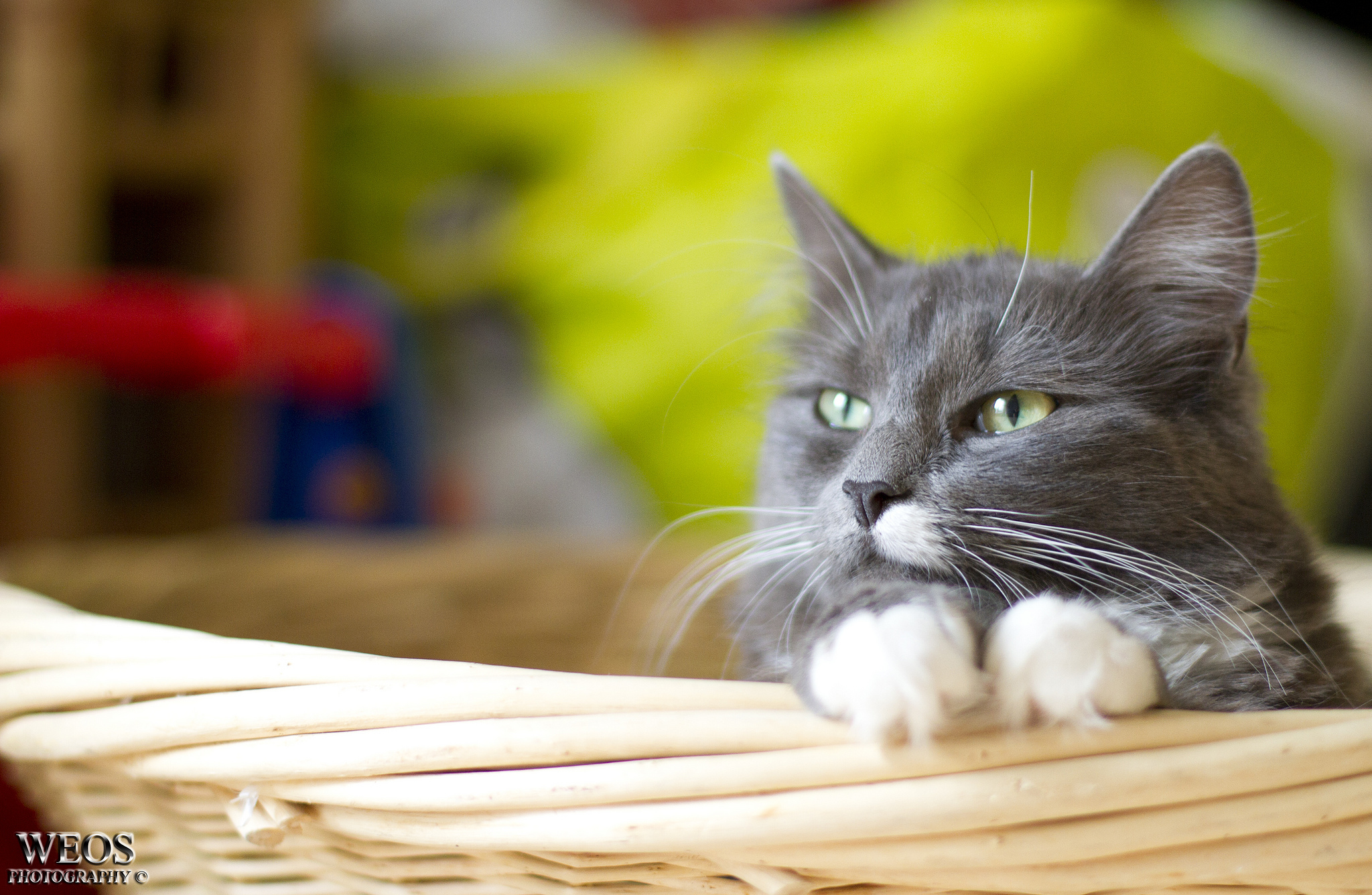 無料モバイル壁紙動物, ネコ, 猫をダウンロードします。