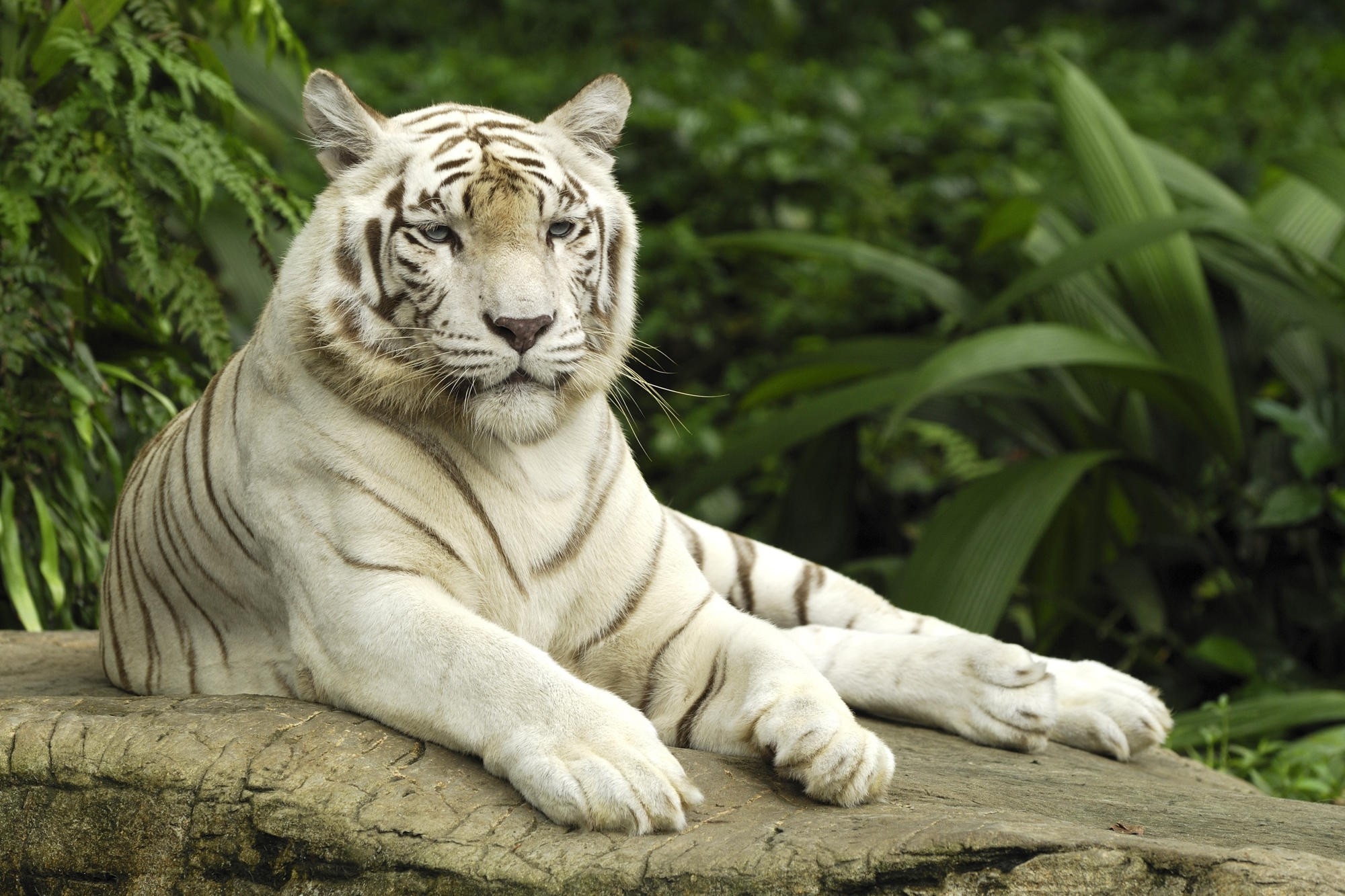 123829 télécharger l'image tigre, albinos, animaux, se coucher, mensonge, prédateur, gros chat, fauve - fonds d'écran et économiseurs d'écran gratuits