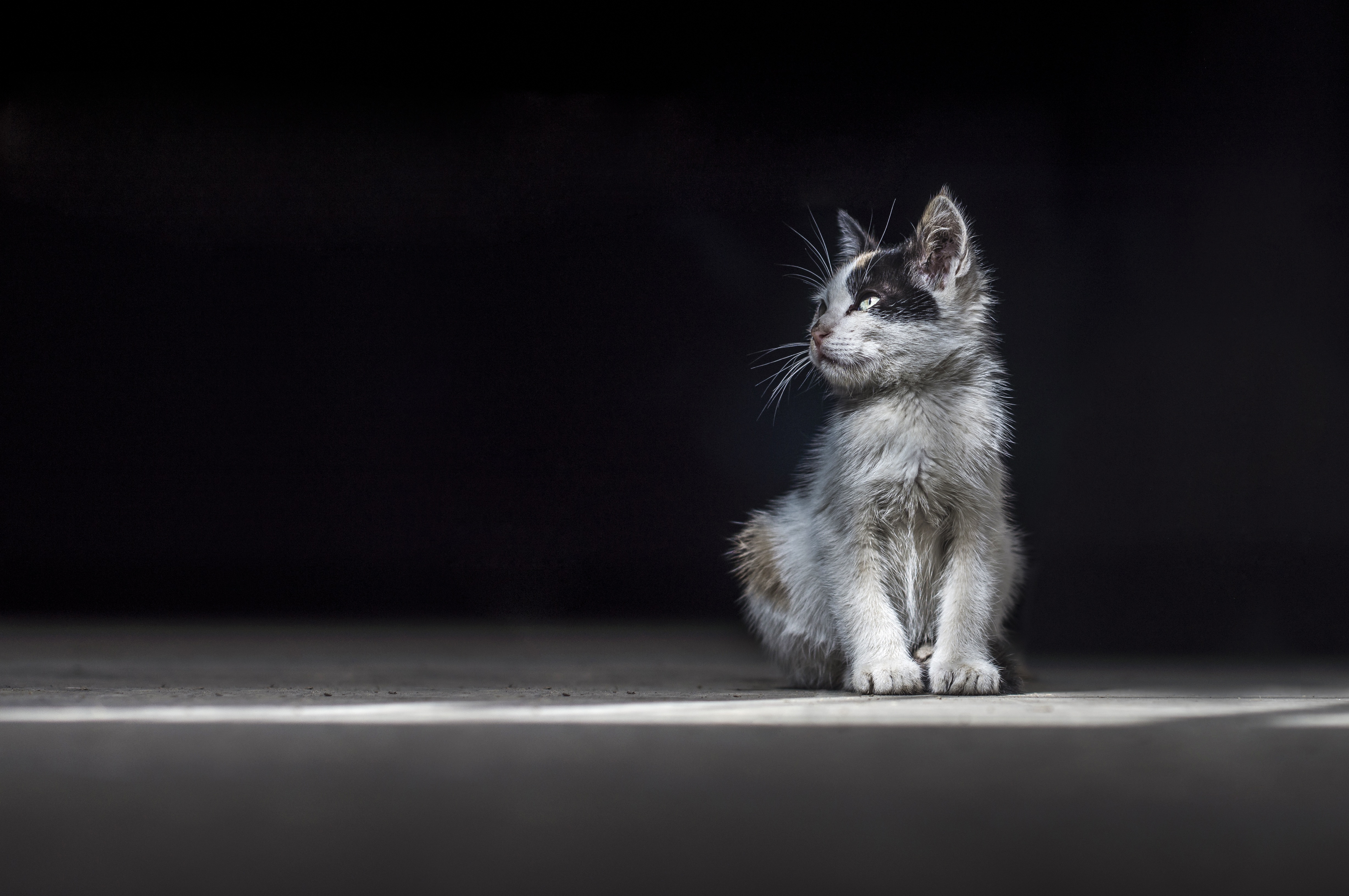 Téléchargez gratuitement l'image Animaux, Chats, Chat, Chaton, Portrait sur le bureau de votre PC