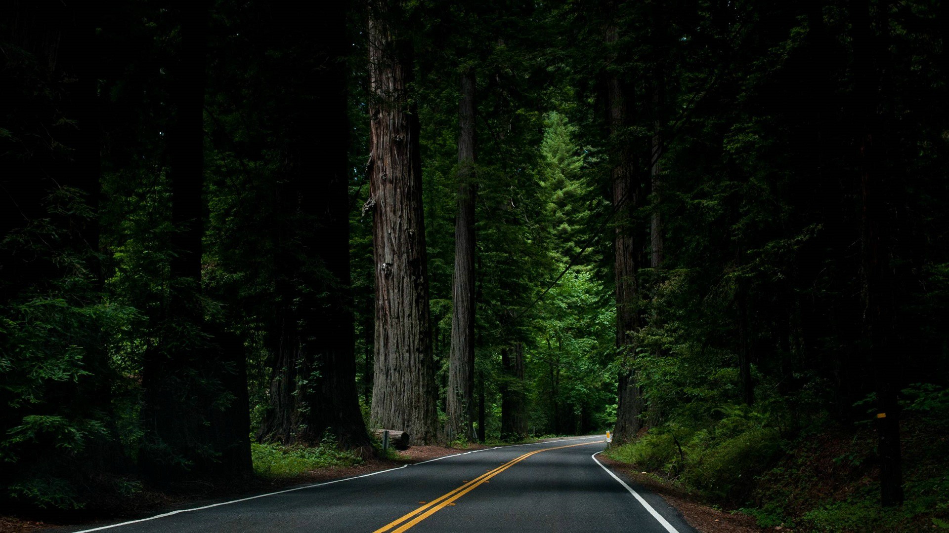 Laden Sie das Straße, Wald, Baum, Menschengemacht-Bild kostenlos auf Ihren PC-Desktop herunter