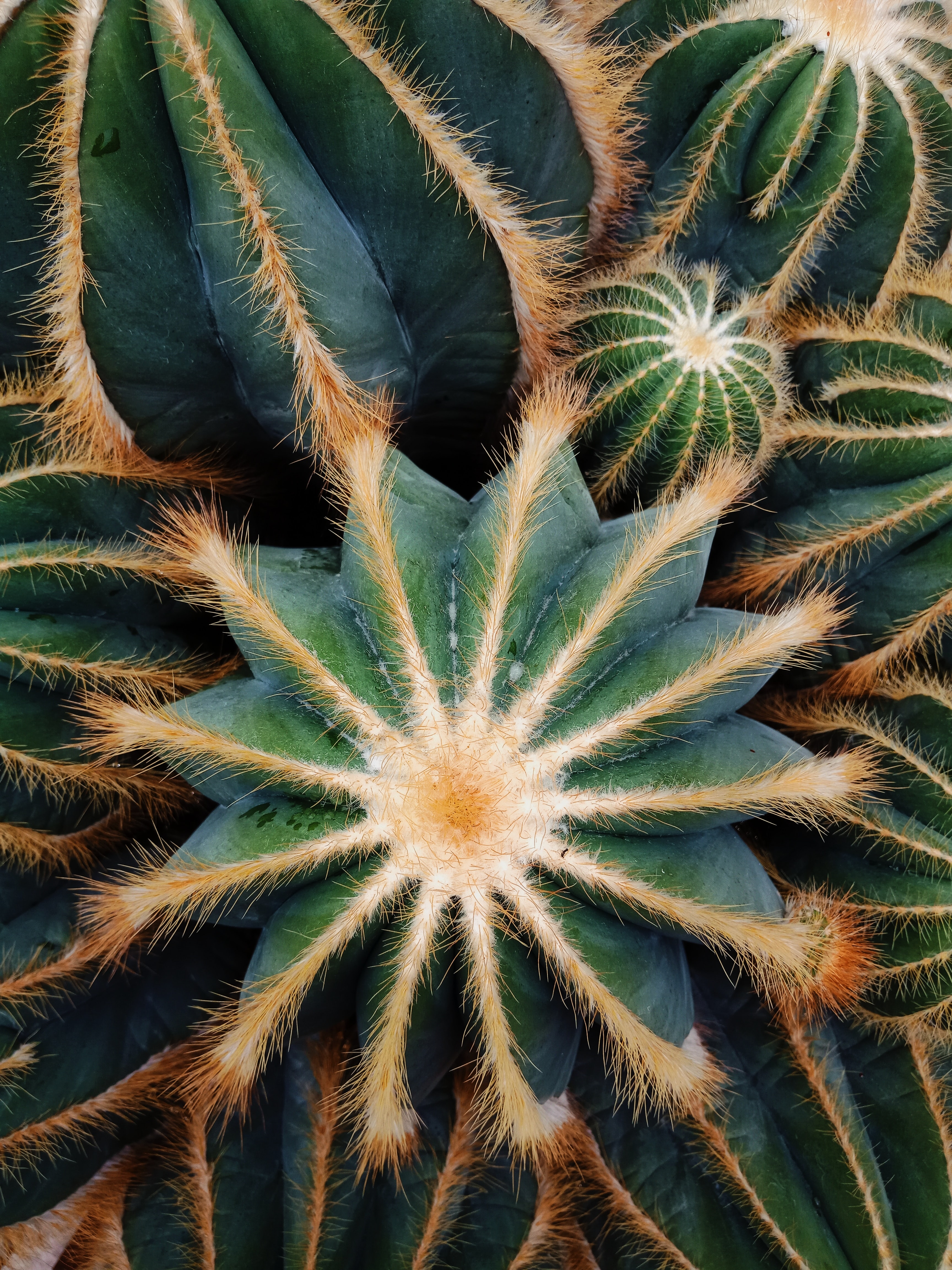 succulent, plant, macro, barbed, spiny, cactus