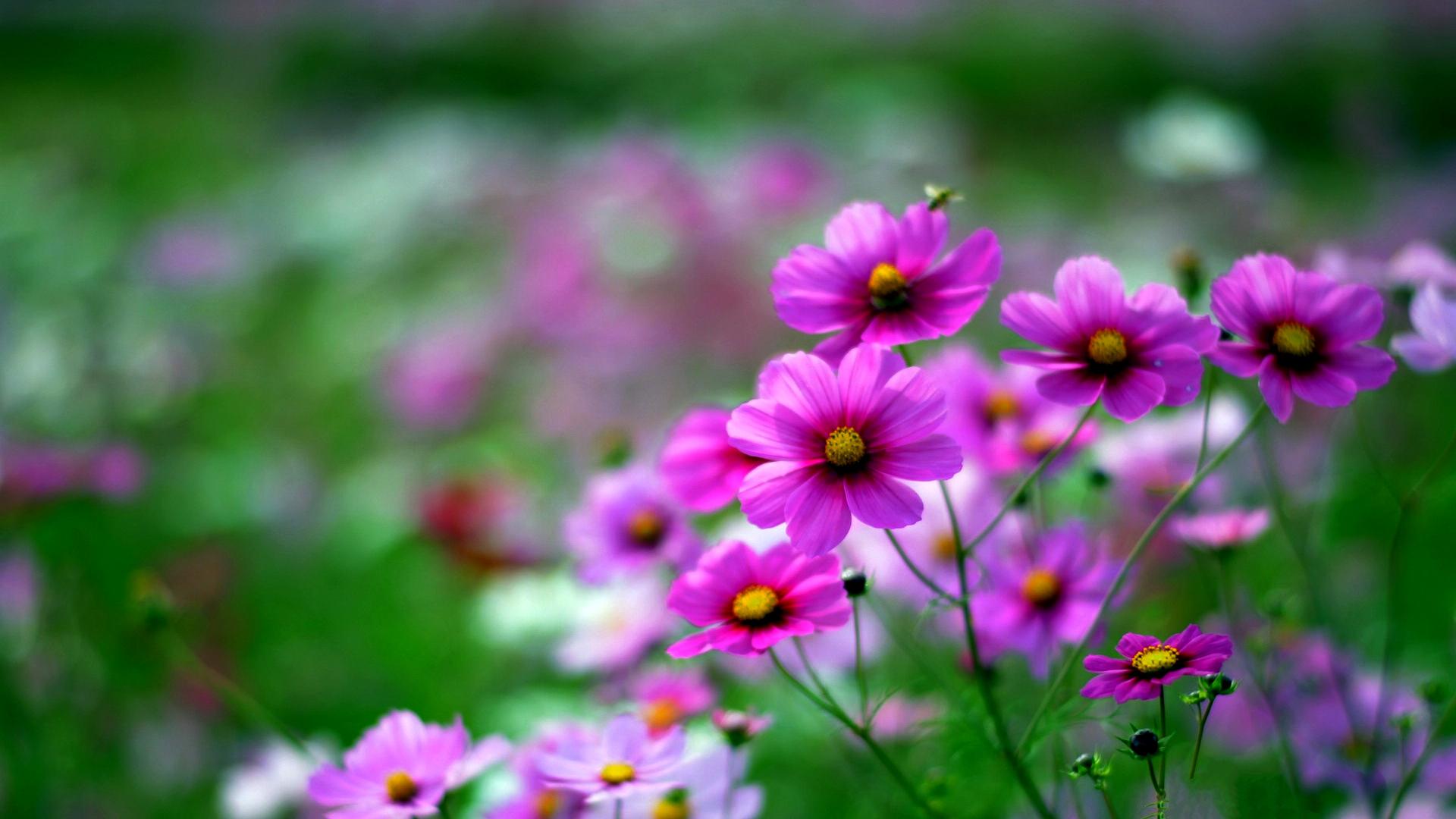 Téléchargez gratuitement l'image Fleurs, Fleur, Champ, Cosmos, Fleur Mauve, Terre/nature sur le bureau de votre PC