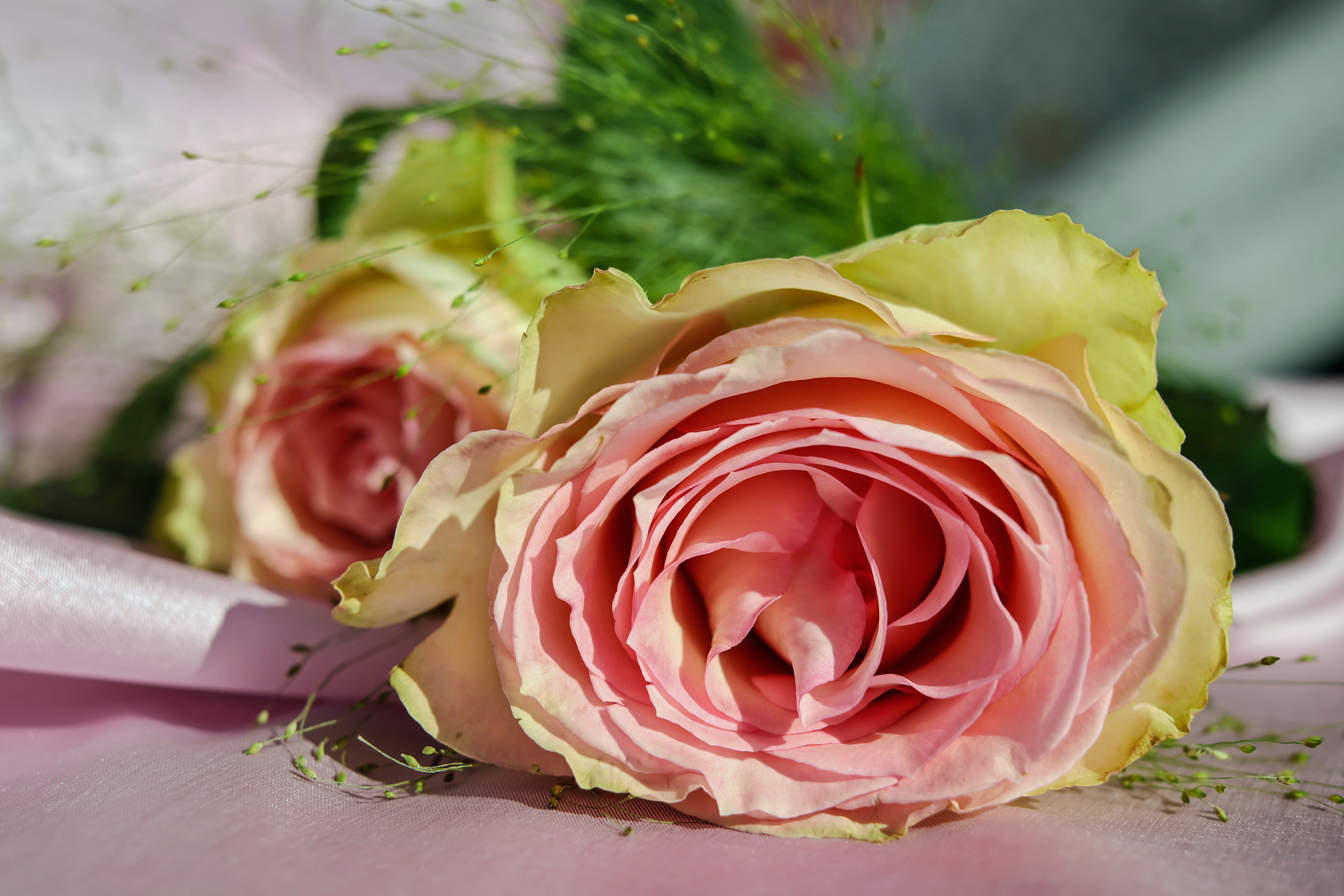 Téléchargez gratuitement l'image Bourgeon, Fleurs, Pétales, Une Rose, Rose sur le bureau de votre PC