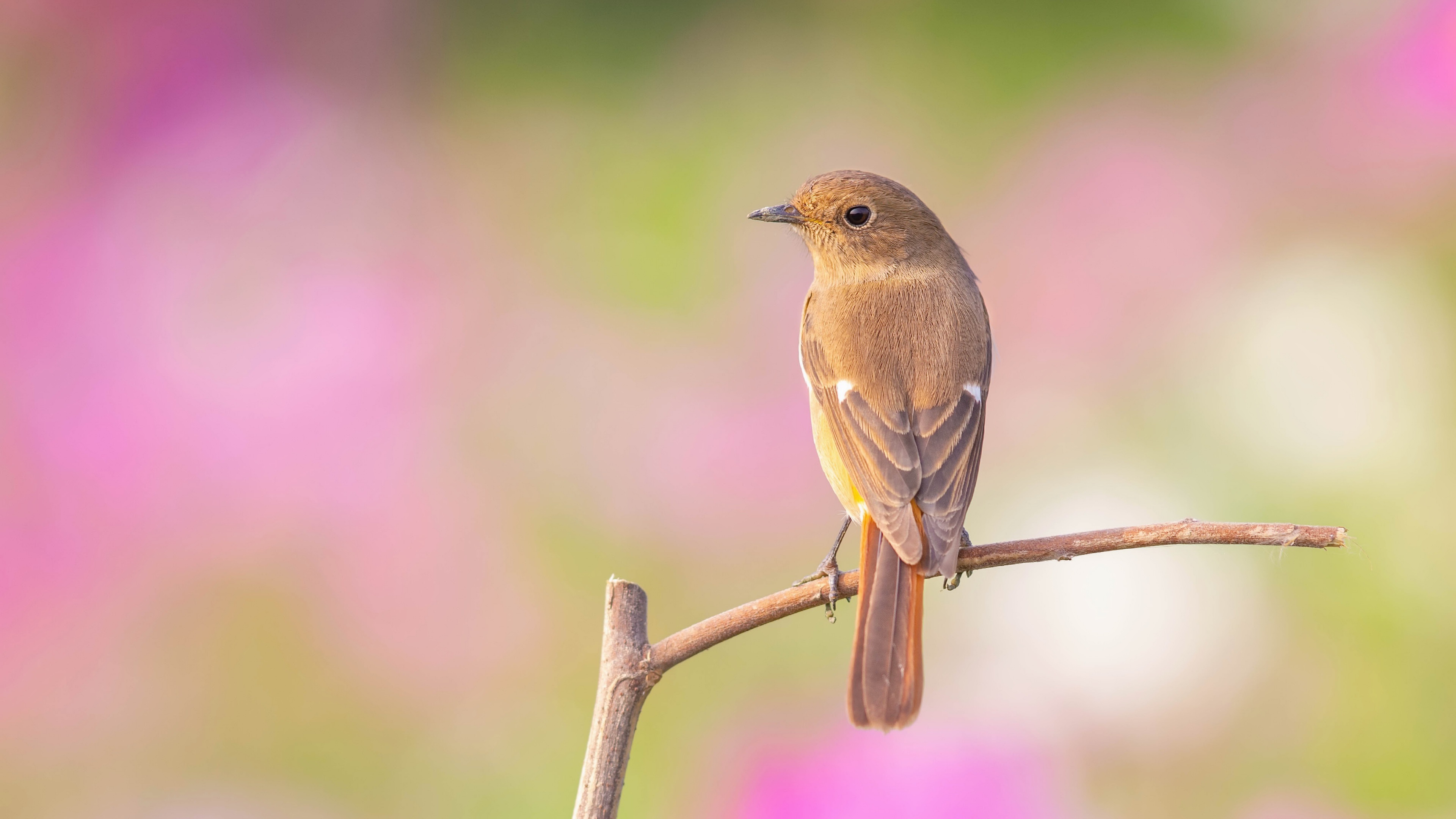 Baixar papel de parede para celular de Animais, Aves, Pássaro gratuito.