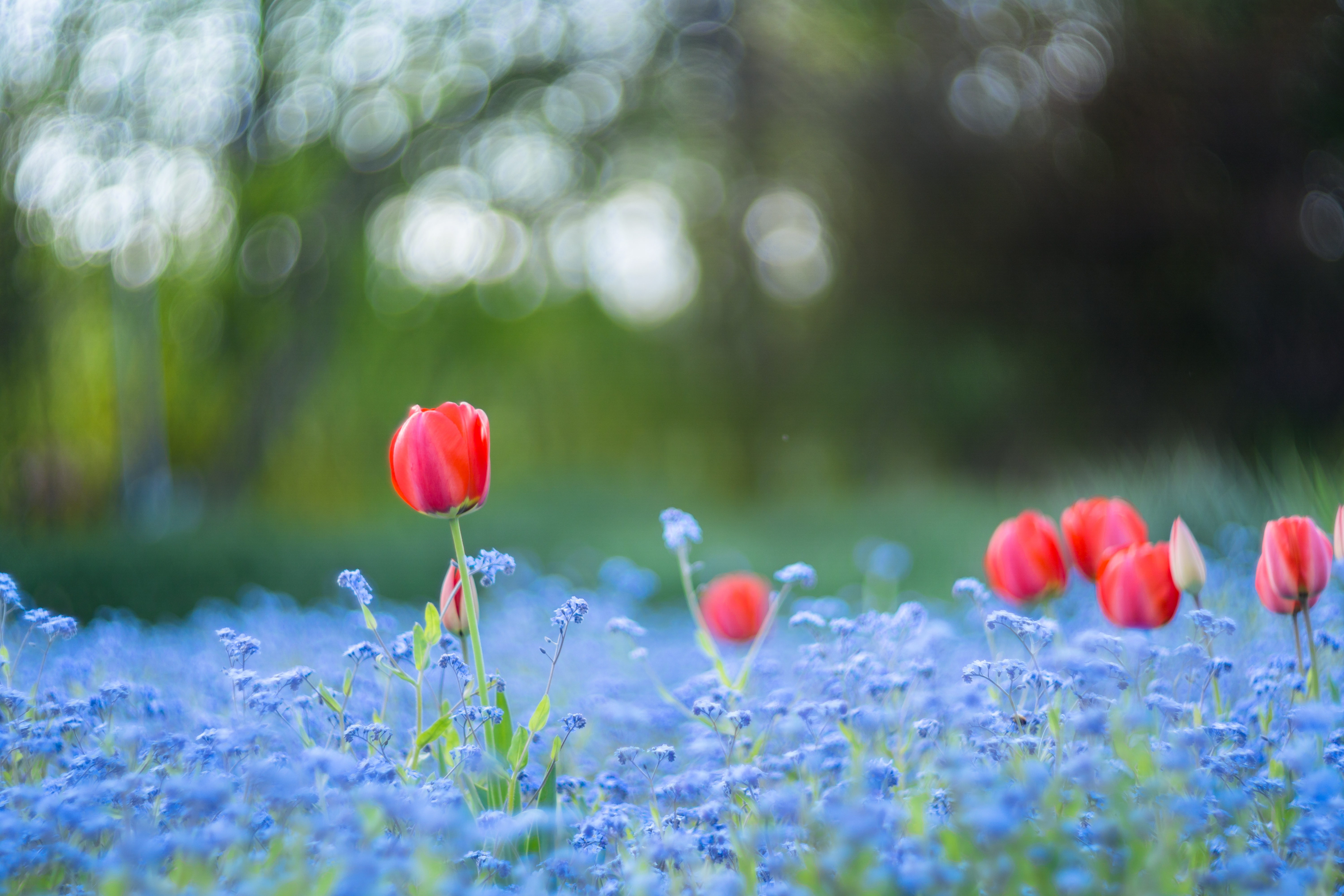 Laden Sie das Natur, Blumen, Blume, Bokeh, Tulpe, Rote Blume, Erde/natur, Tiefenschärfe, Blaue Blume-Bild kostenlos auf Ihren PC-Desktop herunter