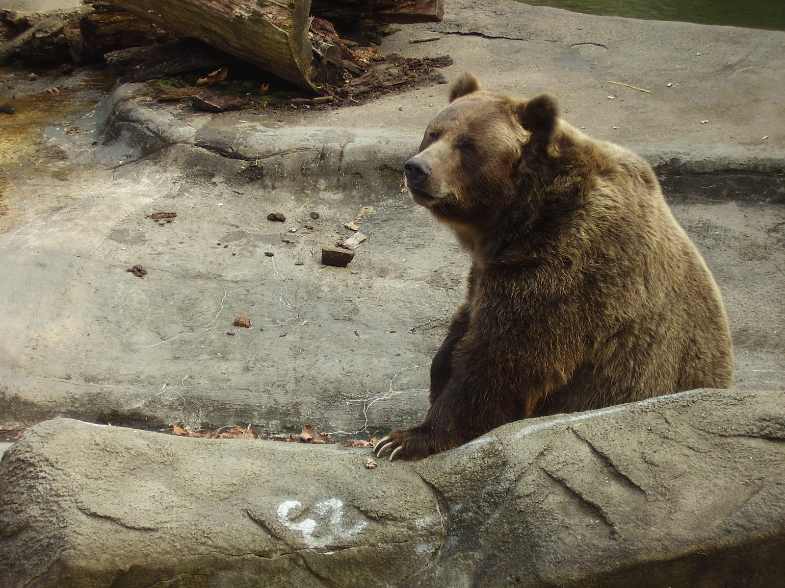 521323 baixar imagens animais, urso, ursos - papéis de parede e protetores de tela gratuitamente