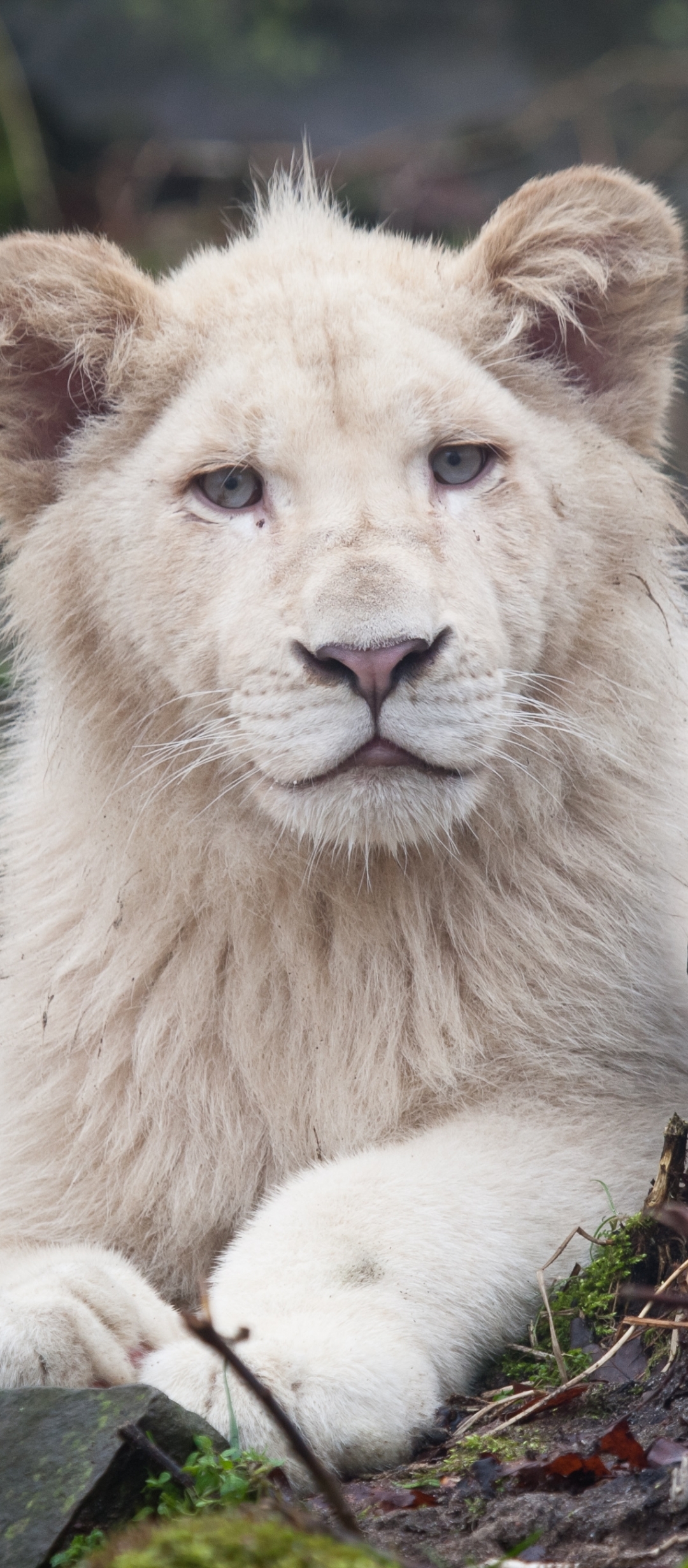 無料モバイル壁紙動物, ホワイトライオンをダウンロードします。