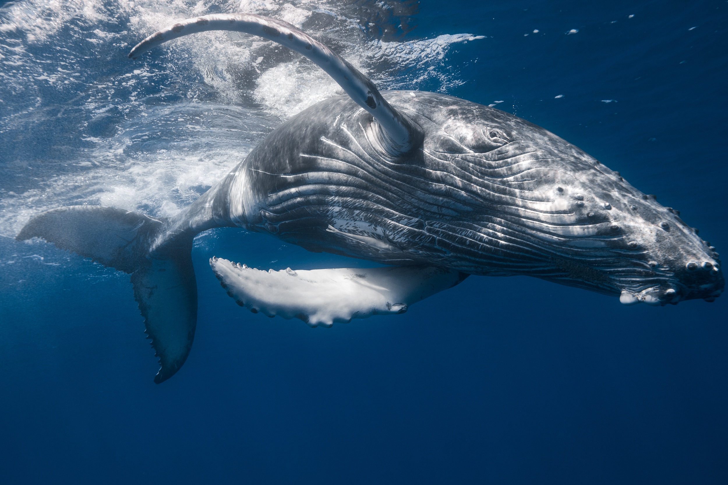 PCデスクトップに動物, 鯨, 水中, 海の生物画像を無料でダウンロード