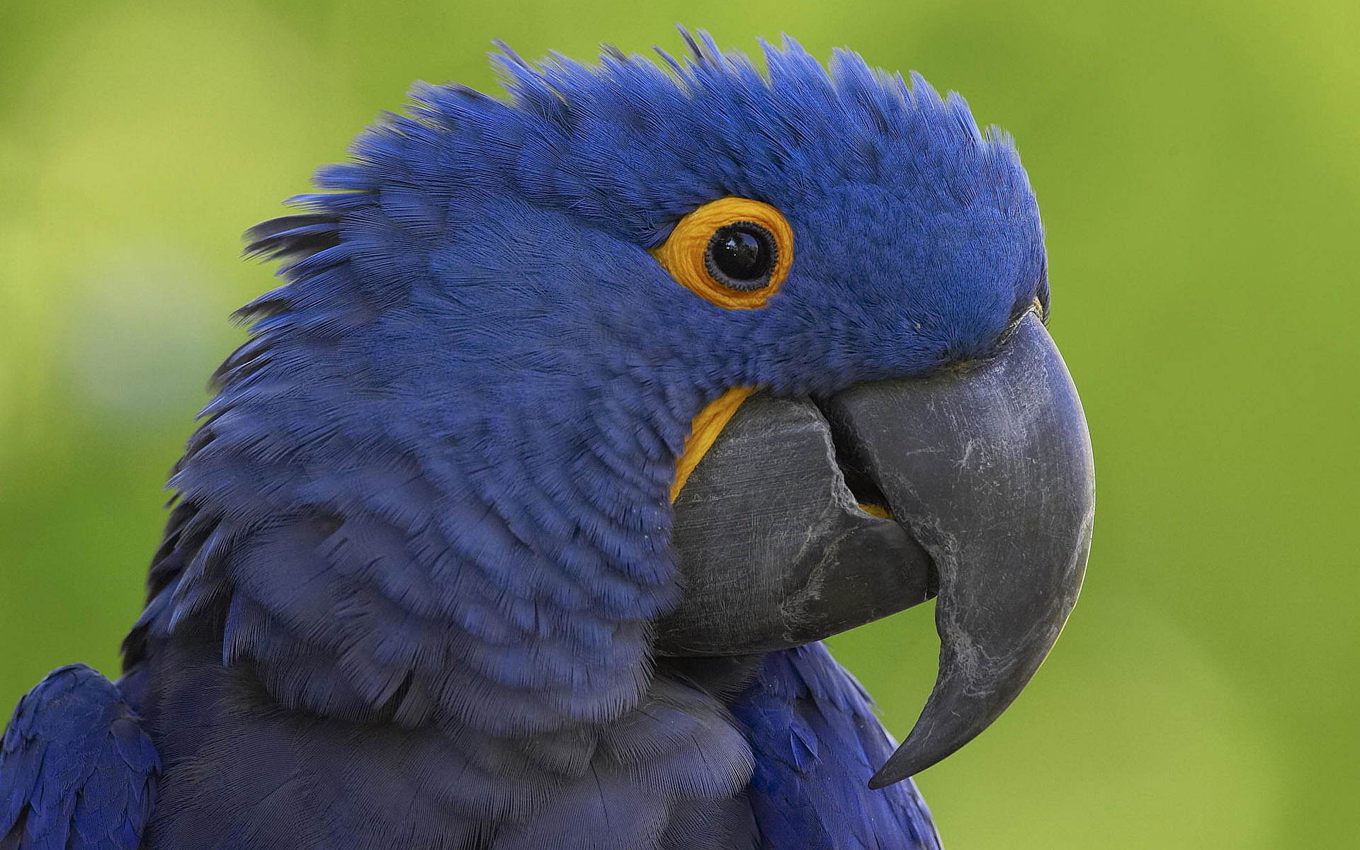 animal, hyacinth macaw, beak, bird, blue, birds