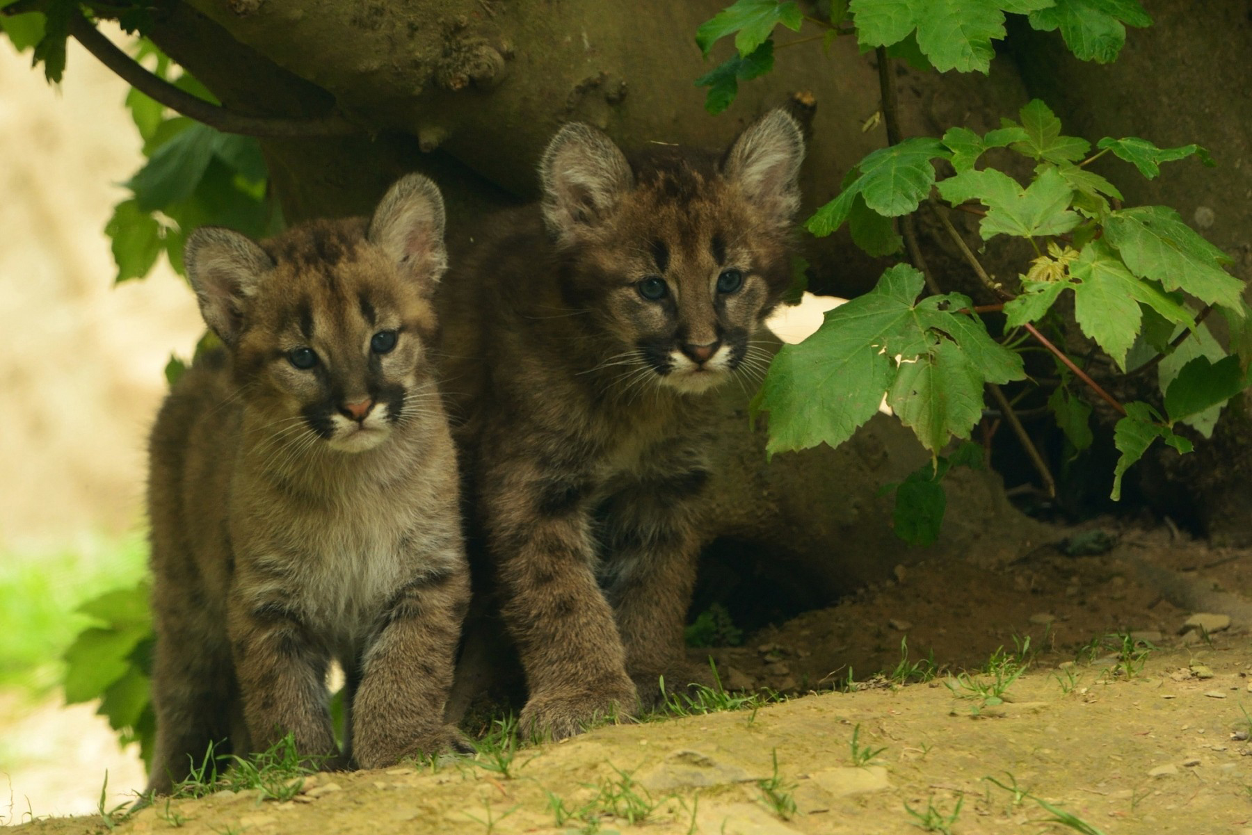 Baixar papel de parede para celular de Puma, Gatos, Animais gratuito.