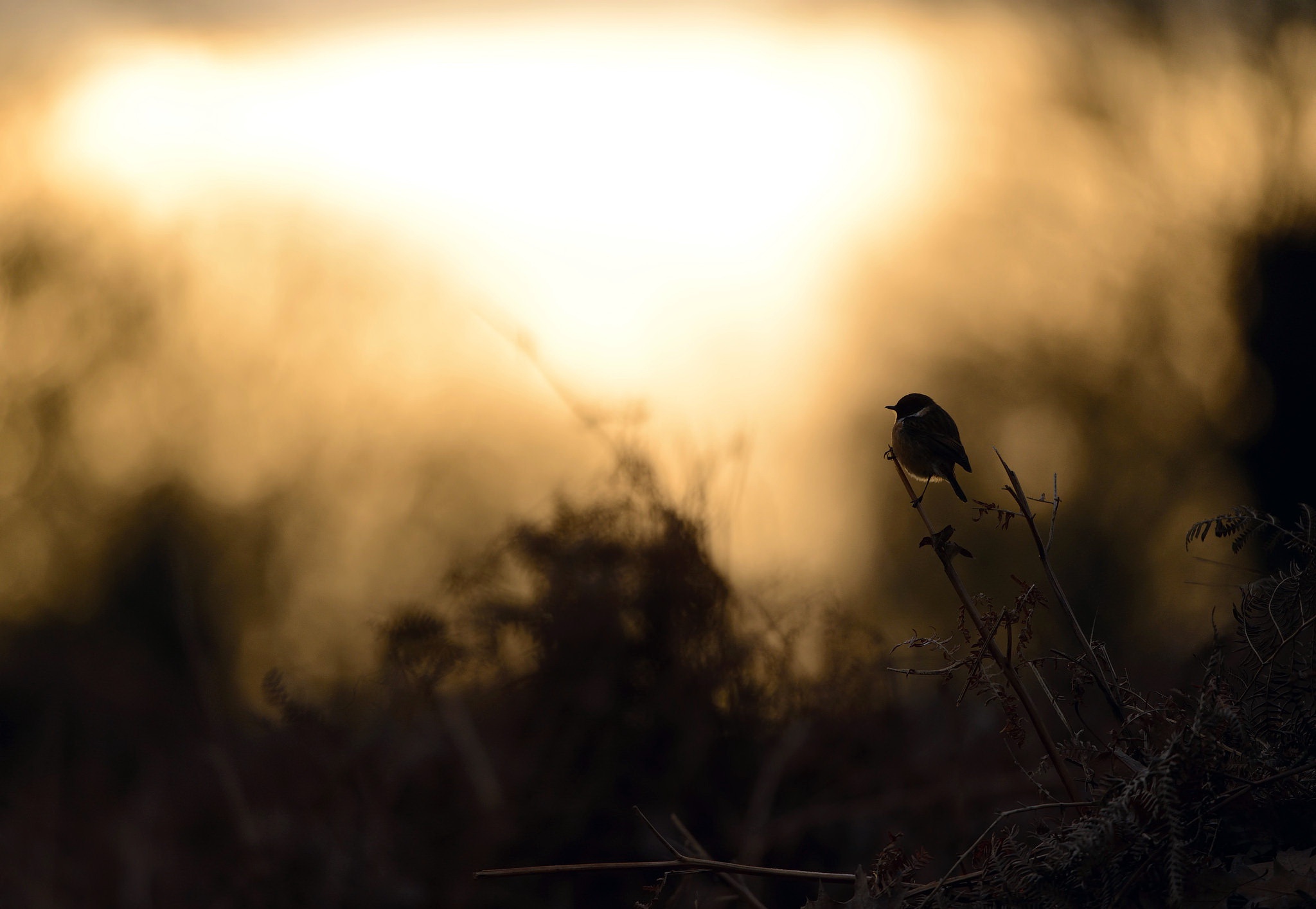 Free download wallpaper Birds, Silhouette, Bird, Animal on your PC desktop