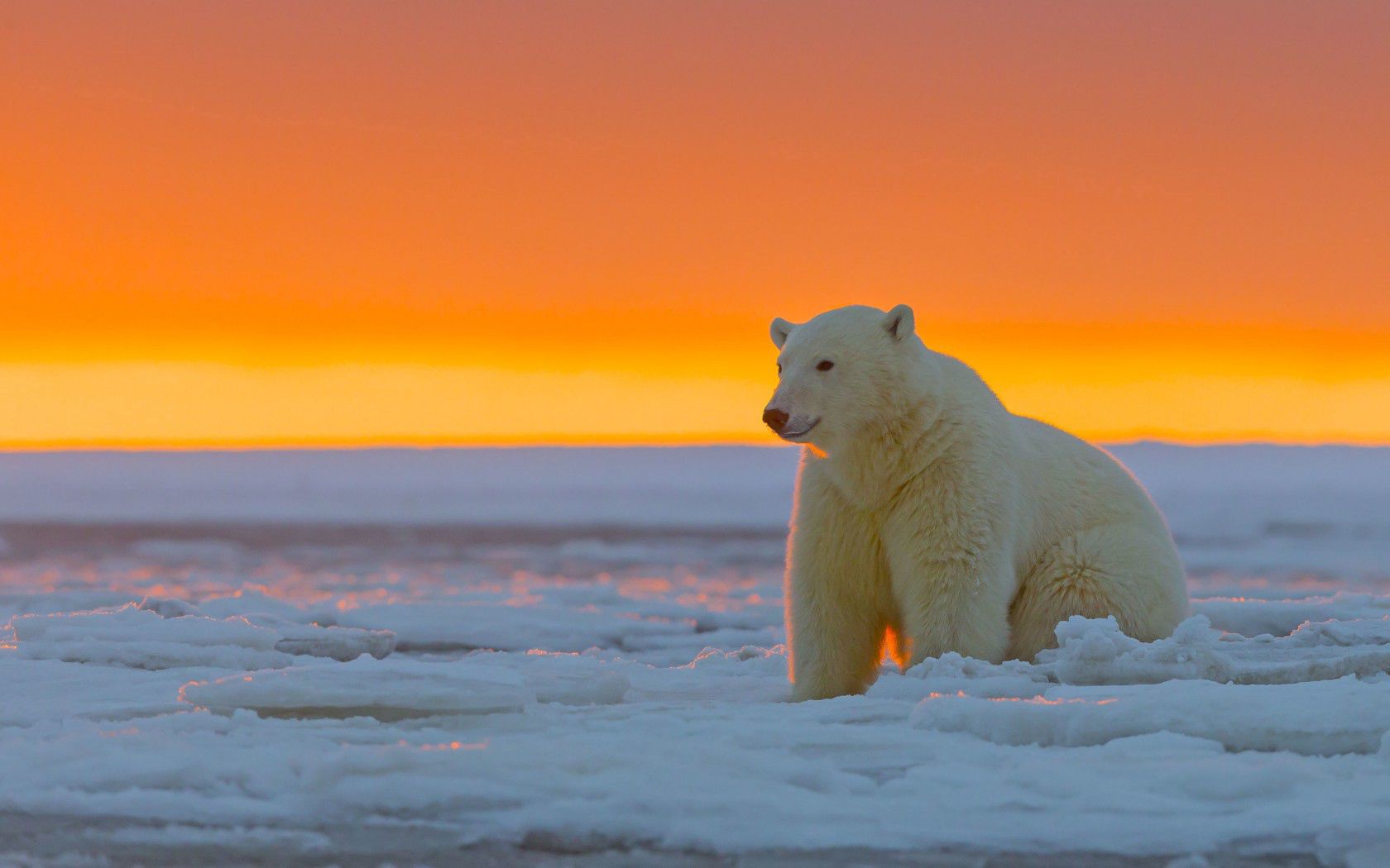151422 descargar fondo de pantalla oso polar, nieve, animales, alaska: protectores de pantalla e imágenes gratis