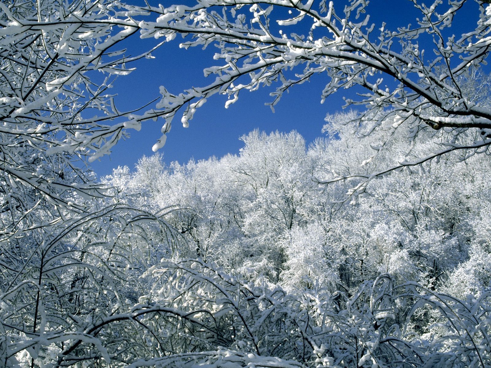 Handy-Wallpaper Landschaft, Schnee, Winter, Bäume kostenlos herunterladen.