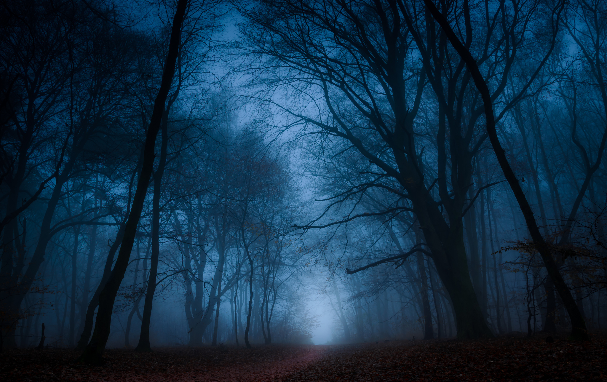 Free download wallpaper Nature, Dark, Forest, Tree, Fog, Fall, Earth, Path on your PC desktop