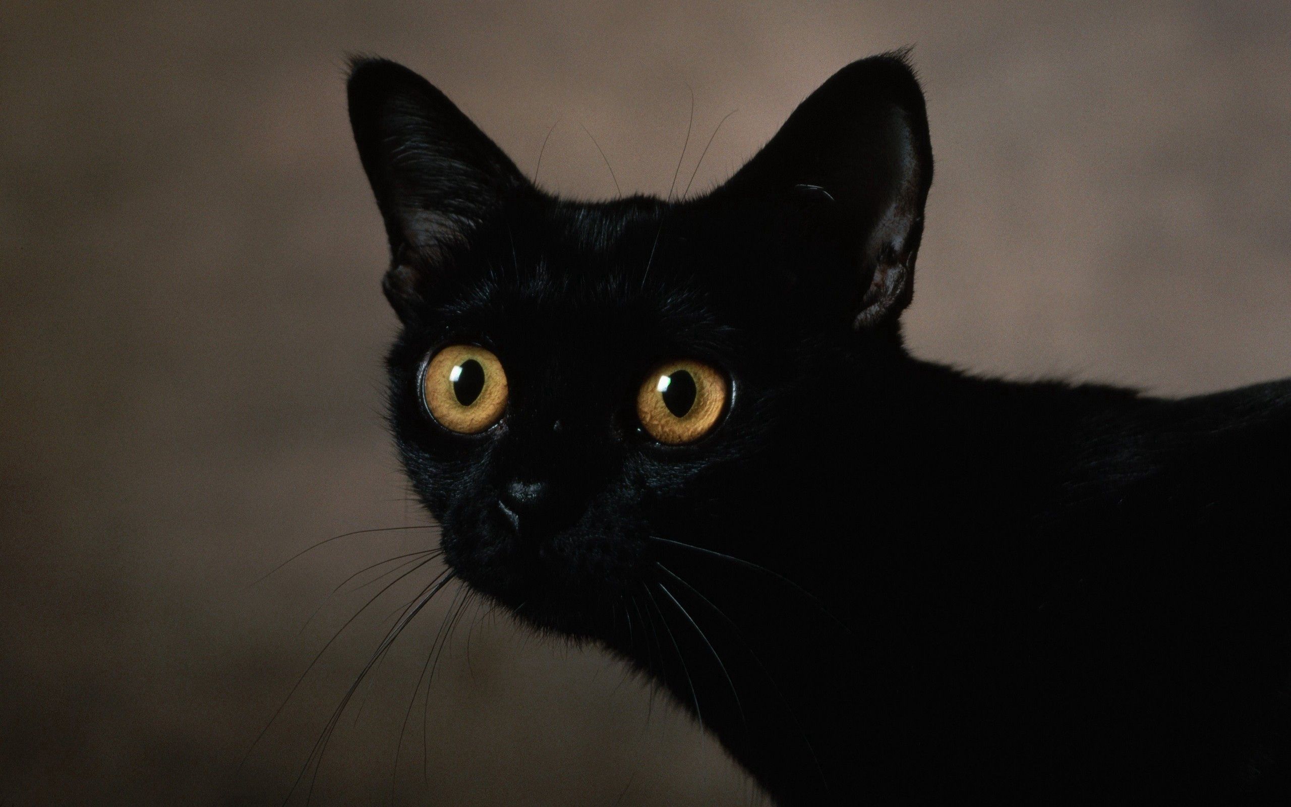 Laden Sie das Schnauze, Sicht, Meinung, Tiere, Der Kater, Katze, Dunkel-Bild kostenlos auf Ihren PC-Desktop herunter