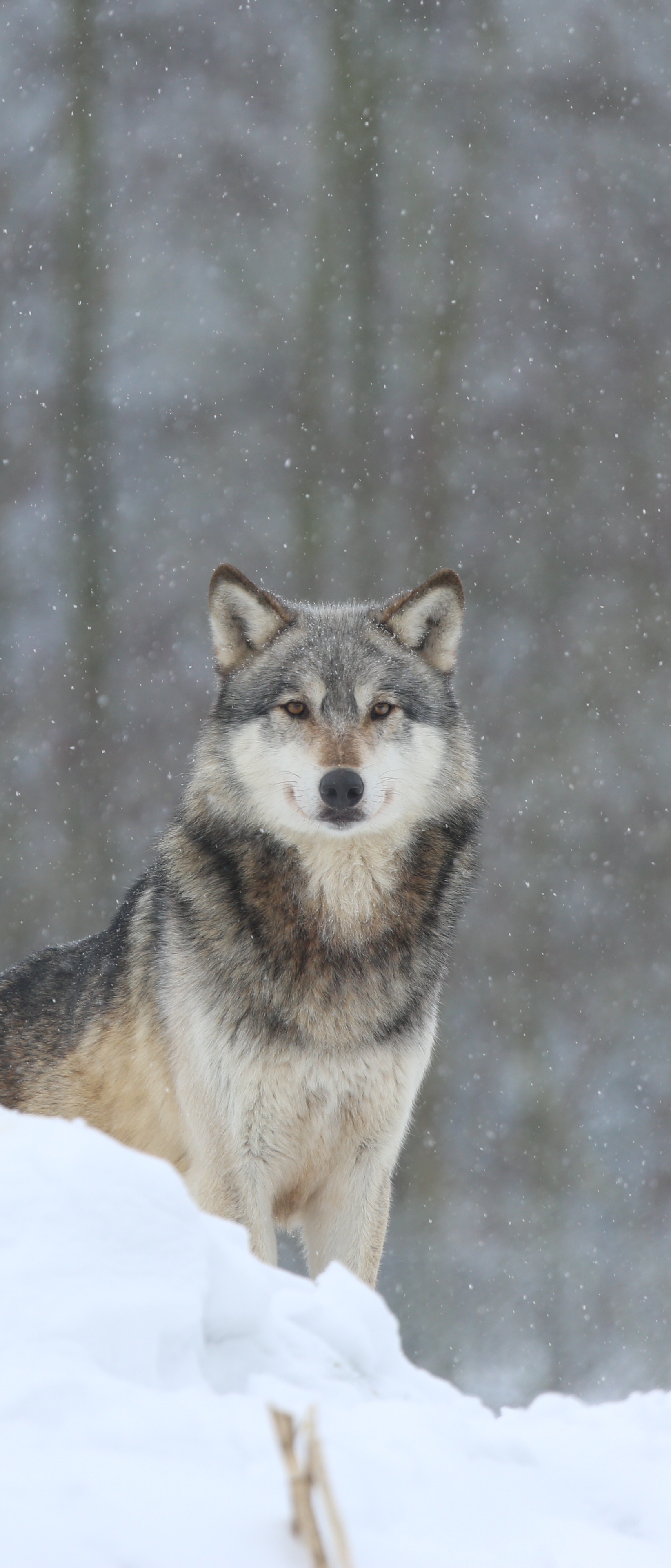 Baixar papel de parede para celular de Animais, Lobos, Inverno, Neve, Lobo, Olhar Fixamente gratuito.
