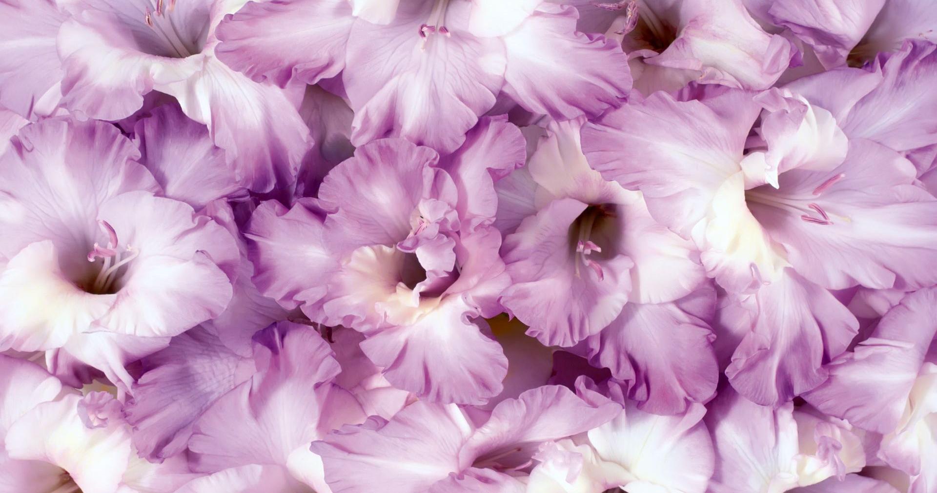 413461壁紙のダウンロード地球, グラジオラス, 花, 紫色の花, フラワーズ-スクリーンセーバーと写真を無料で