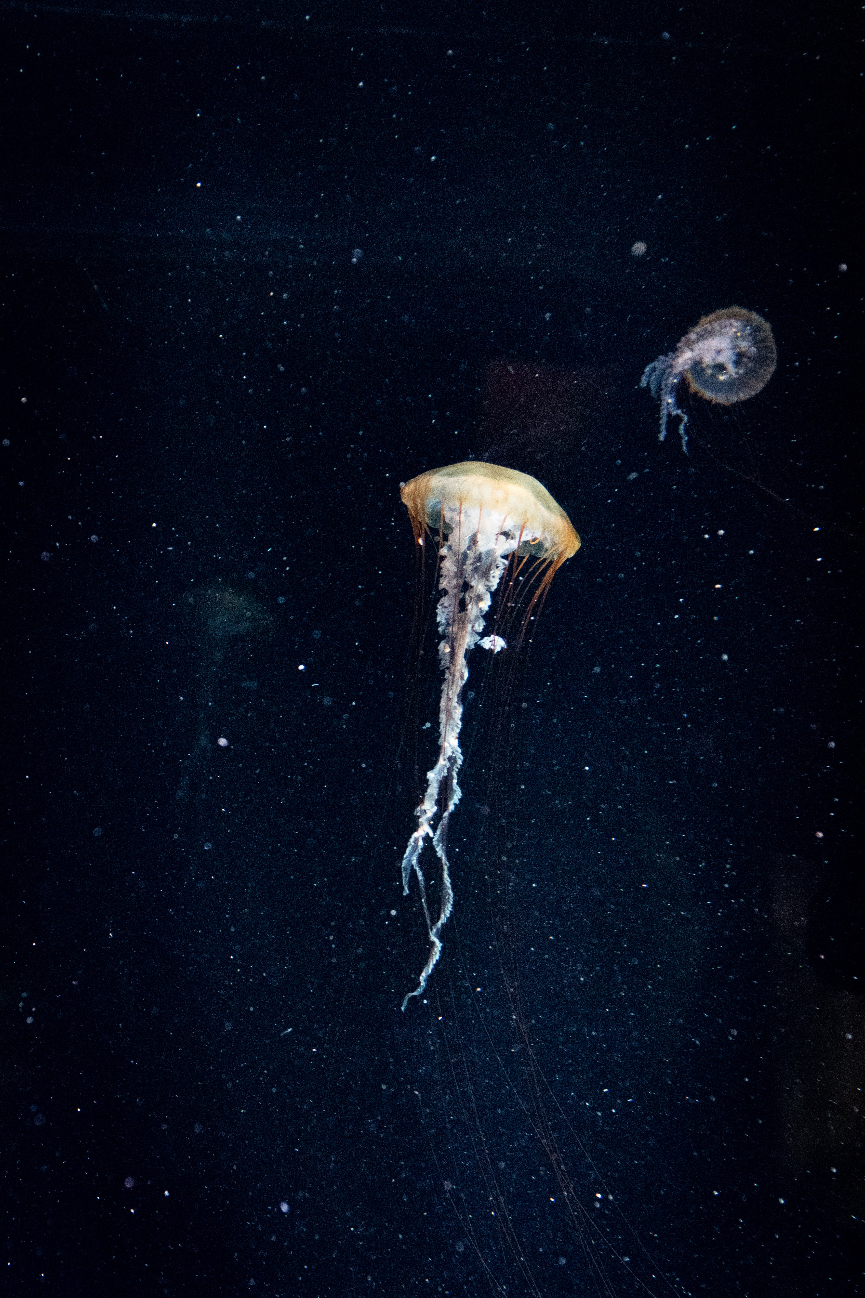 109730 скачать обои щупальцы, медуза, животные, вода, темный, подводный мир - заставки и картинки бесплатно