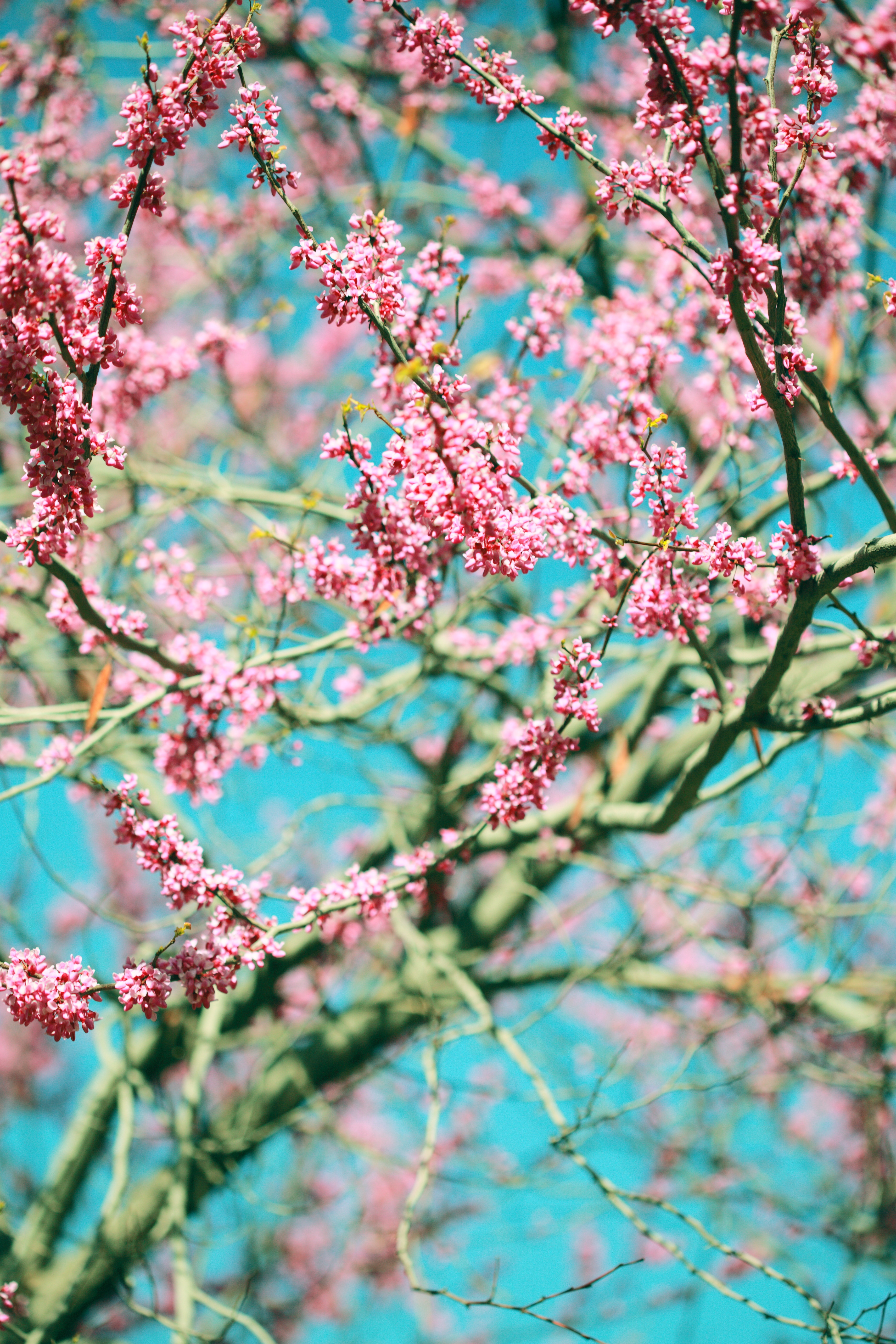 Download mobile wallpaper Tree, Wood, Branches, Bloom, Flowering, Flowers, Spring, Pink for free.