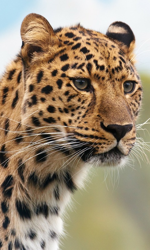 Download mobile wallpaper Leopard, Cats, Animal for free.