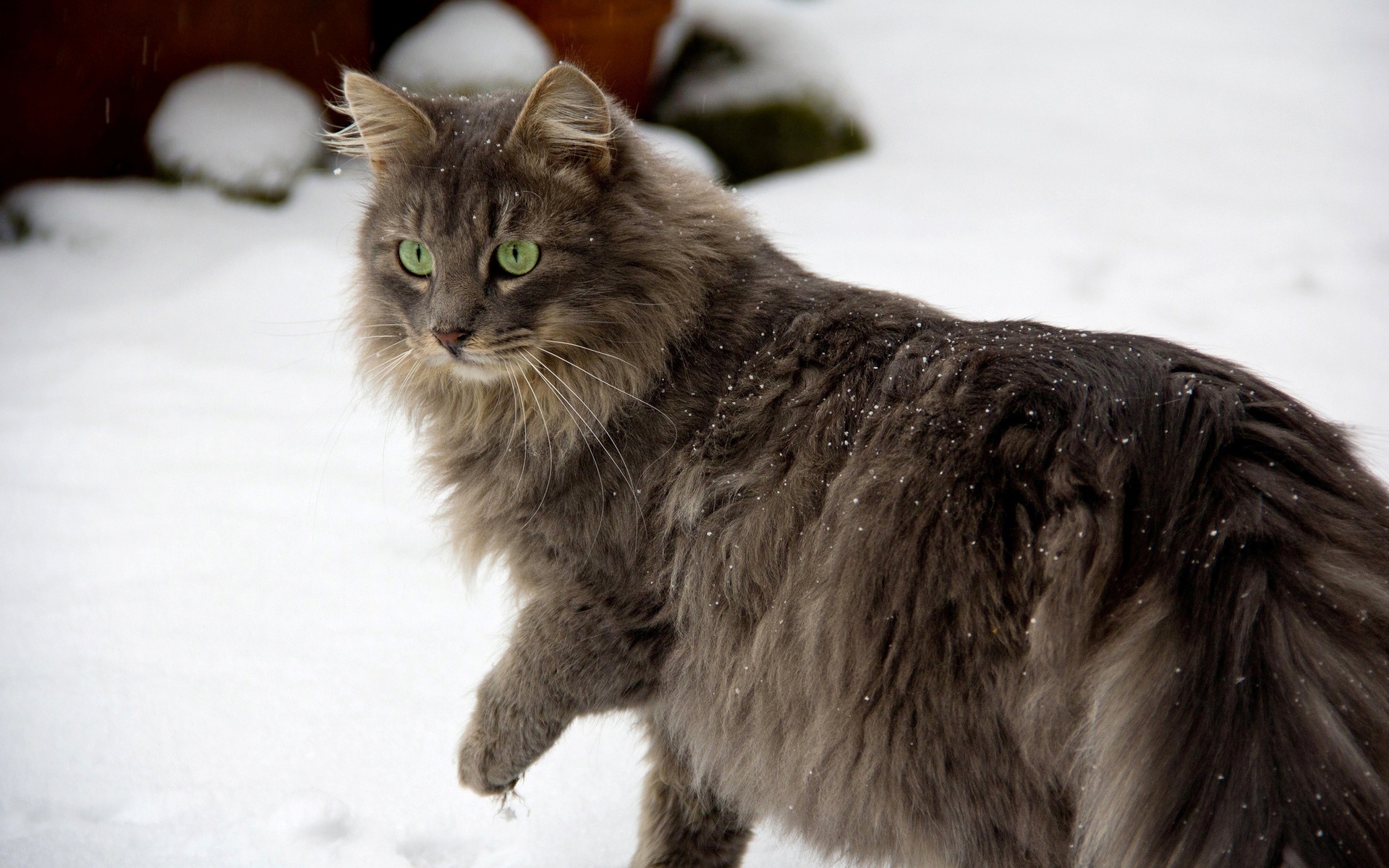 Baixe gratuitamente a imagem Animais, Gatos, Gato na área de trabalho do seu PC