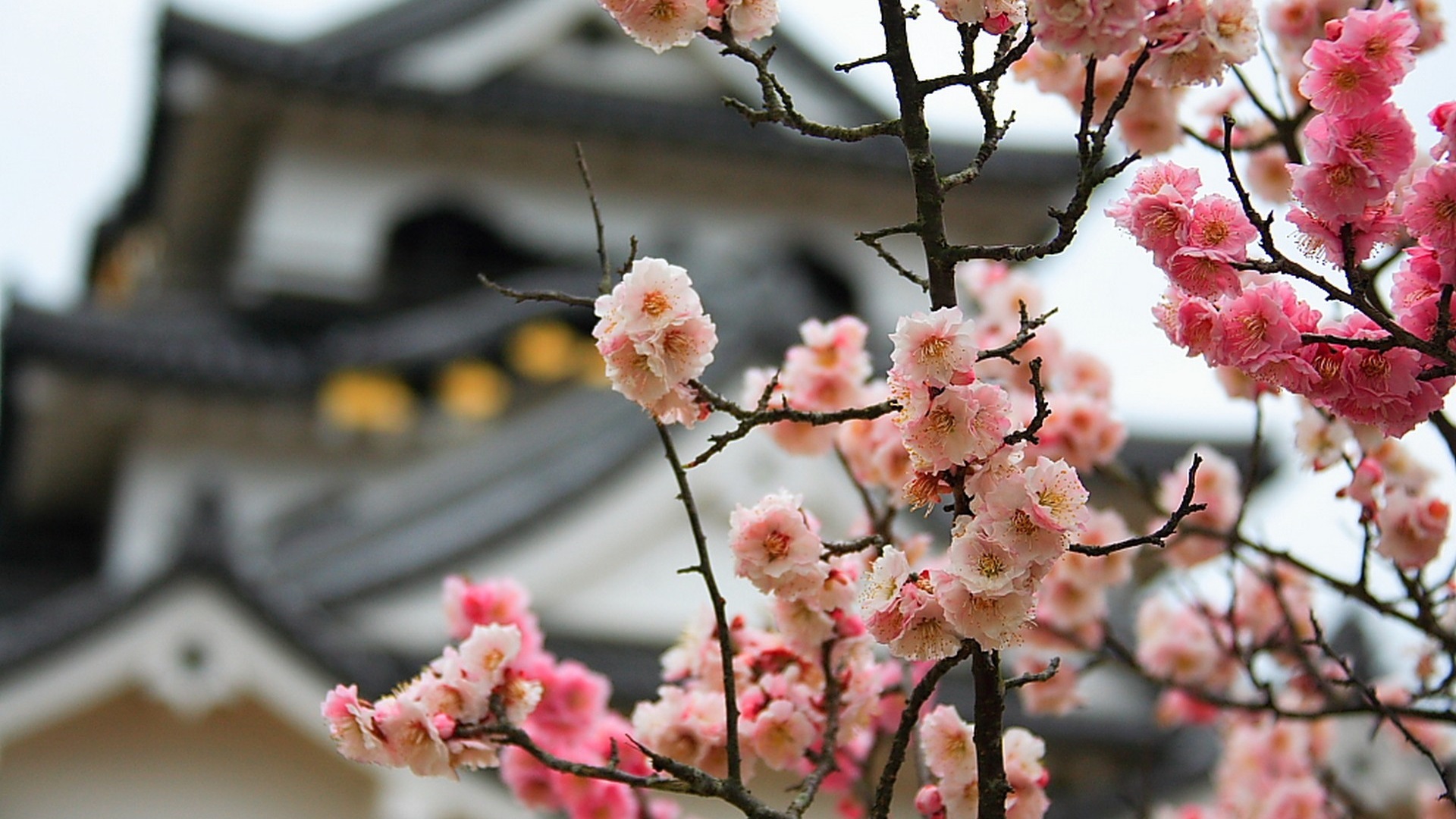 Laden Sie das Blumen, Blüte, Erde/natur-Bild kostenlos auf Ihren PC-Desktop herunter