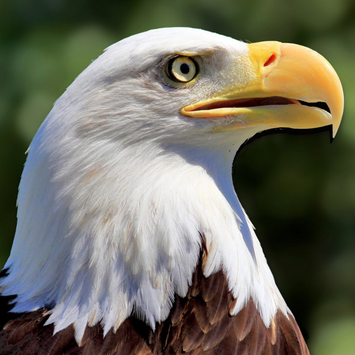 Download mobile wallpaper Eagle, Birds, Animal for free.