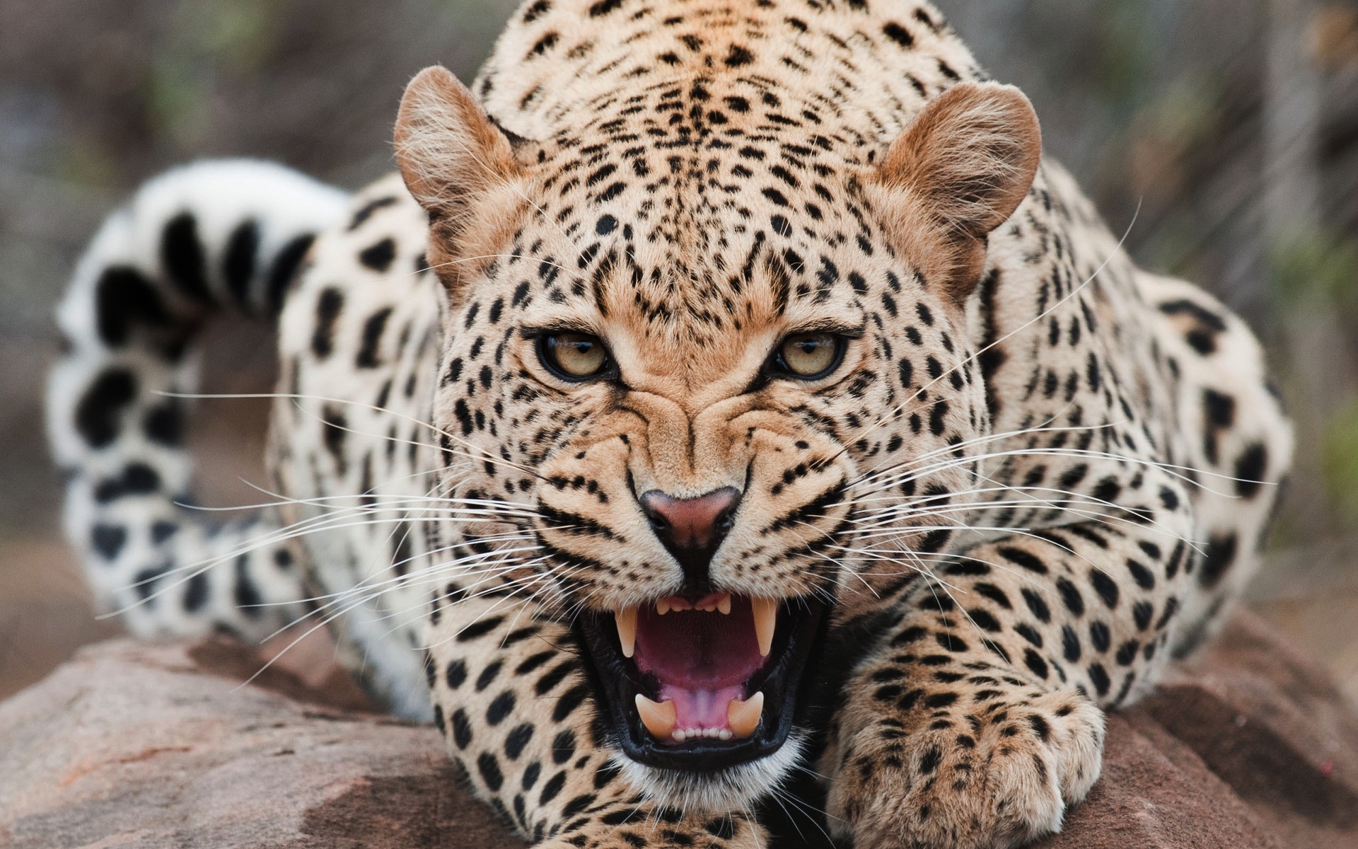 39535 descargar fondo de pantalla leopardos, animales, naranja: protectores de pantalla e imágenes gratis