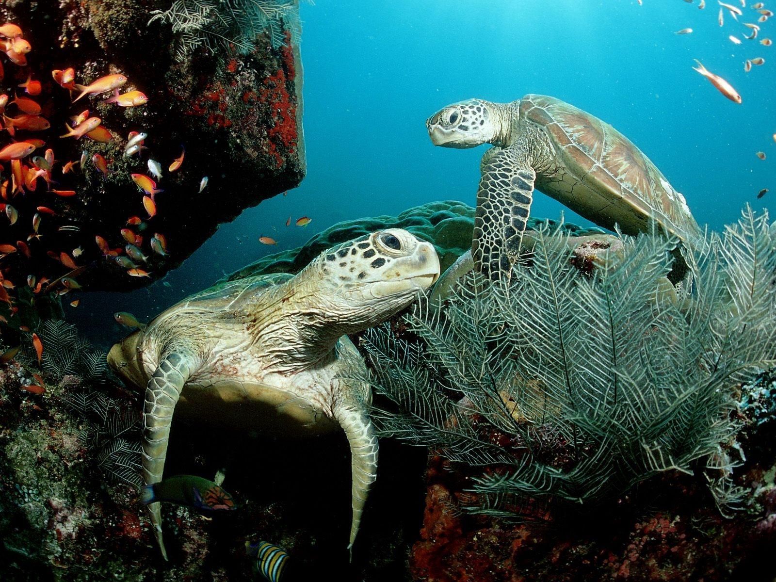 underwater world, seaweed, turtle, animals, plants, to swim, swim, algae