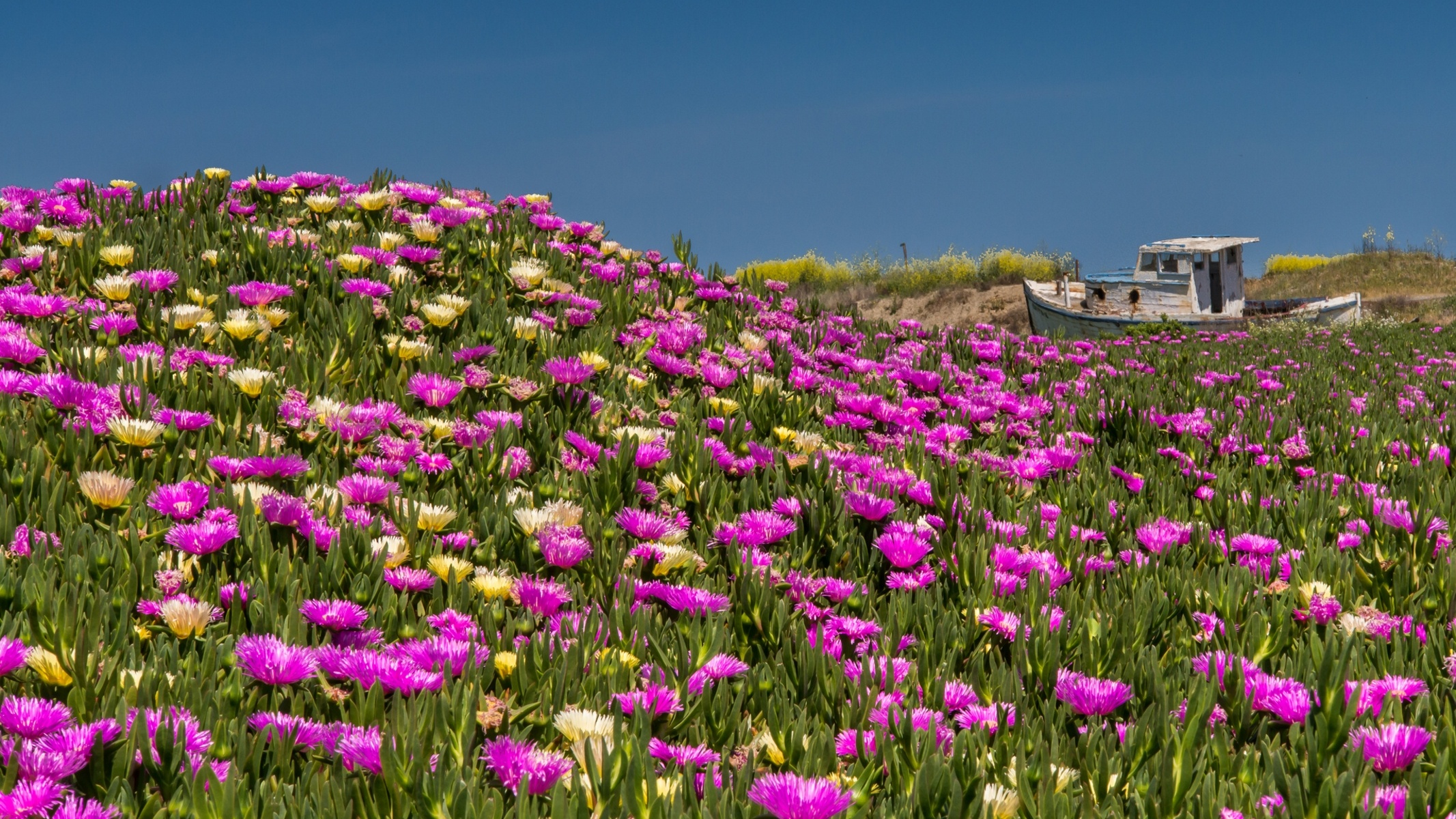 Laden Sie das Blumen, Blume, Erde/natur-Bild kostenlos auf Ihren PC-Desktop herunter