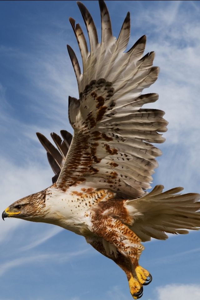 Descarga gratuita de fondo de pantalla para móvil de Animales, Águila, Aves.