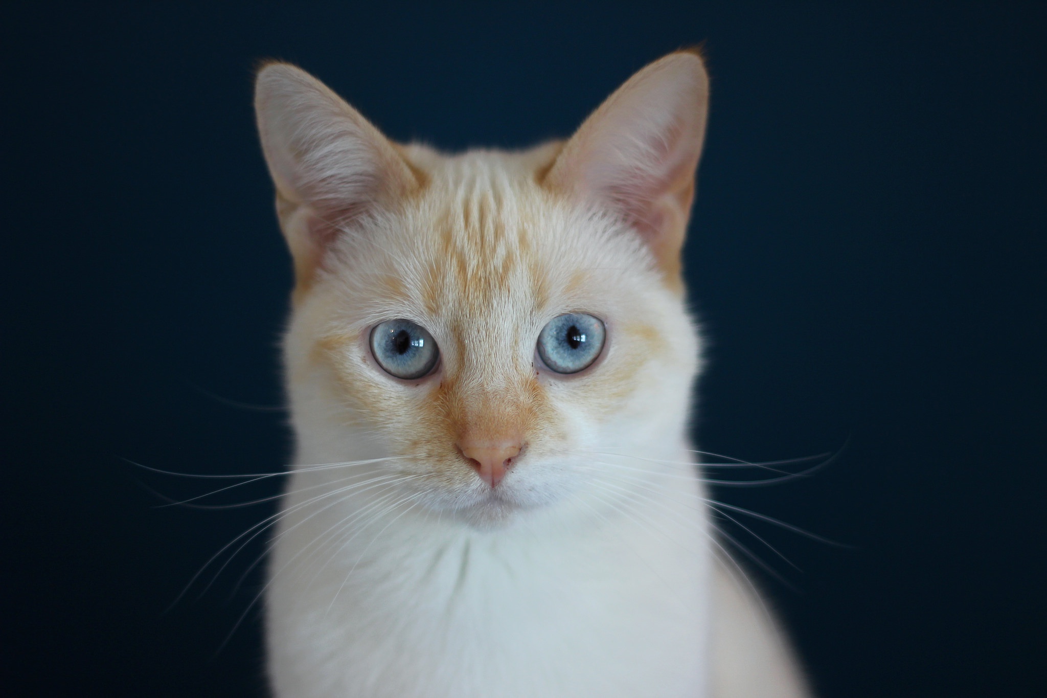 Handy-Wallpaper Tiere, Katzen, Katze, Blaue Augen kostenlos herunterladen.